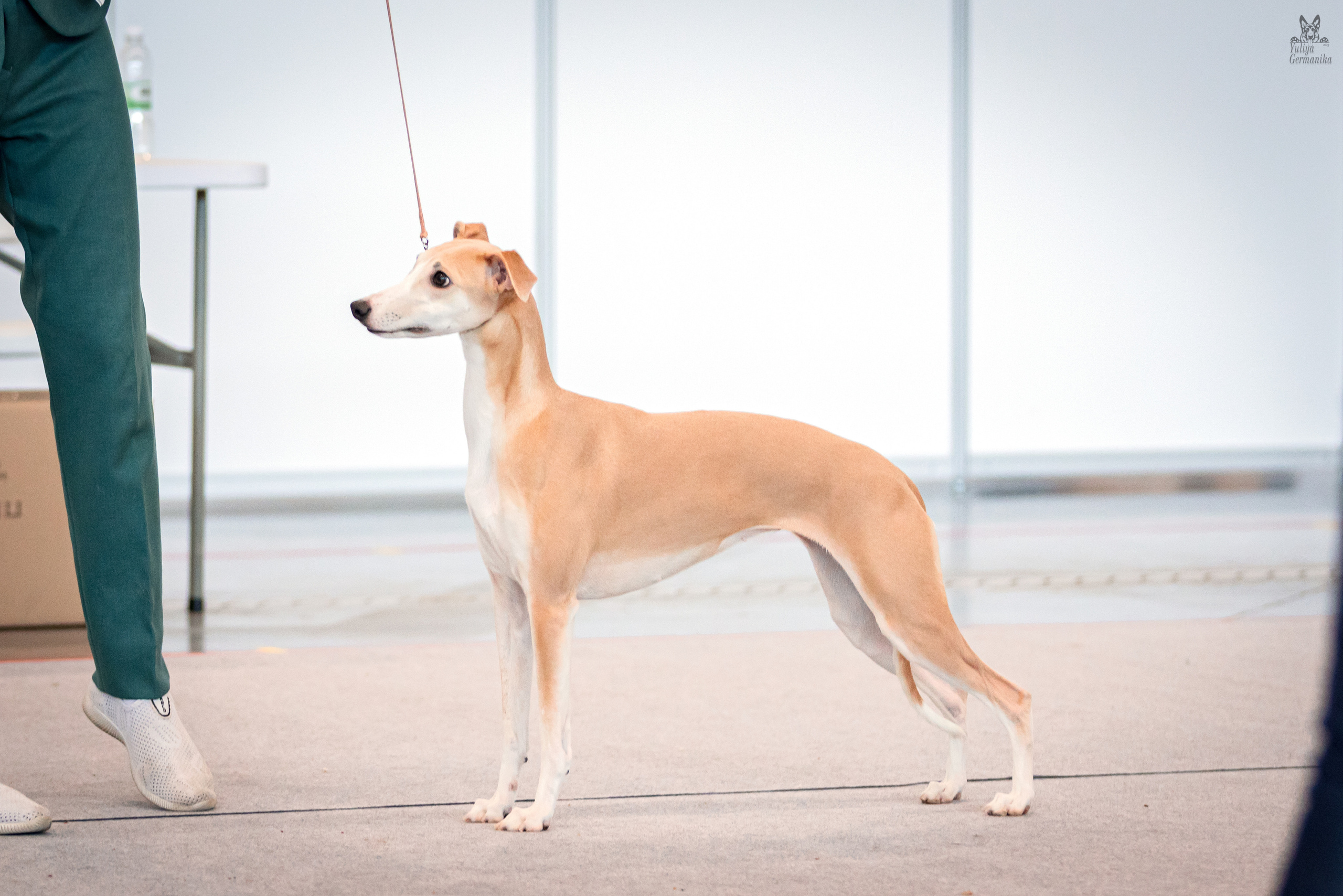 Казань 11.03.2023. Фотограф-анималист Юлия Германика