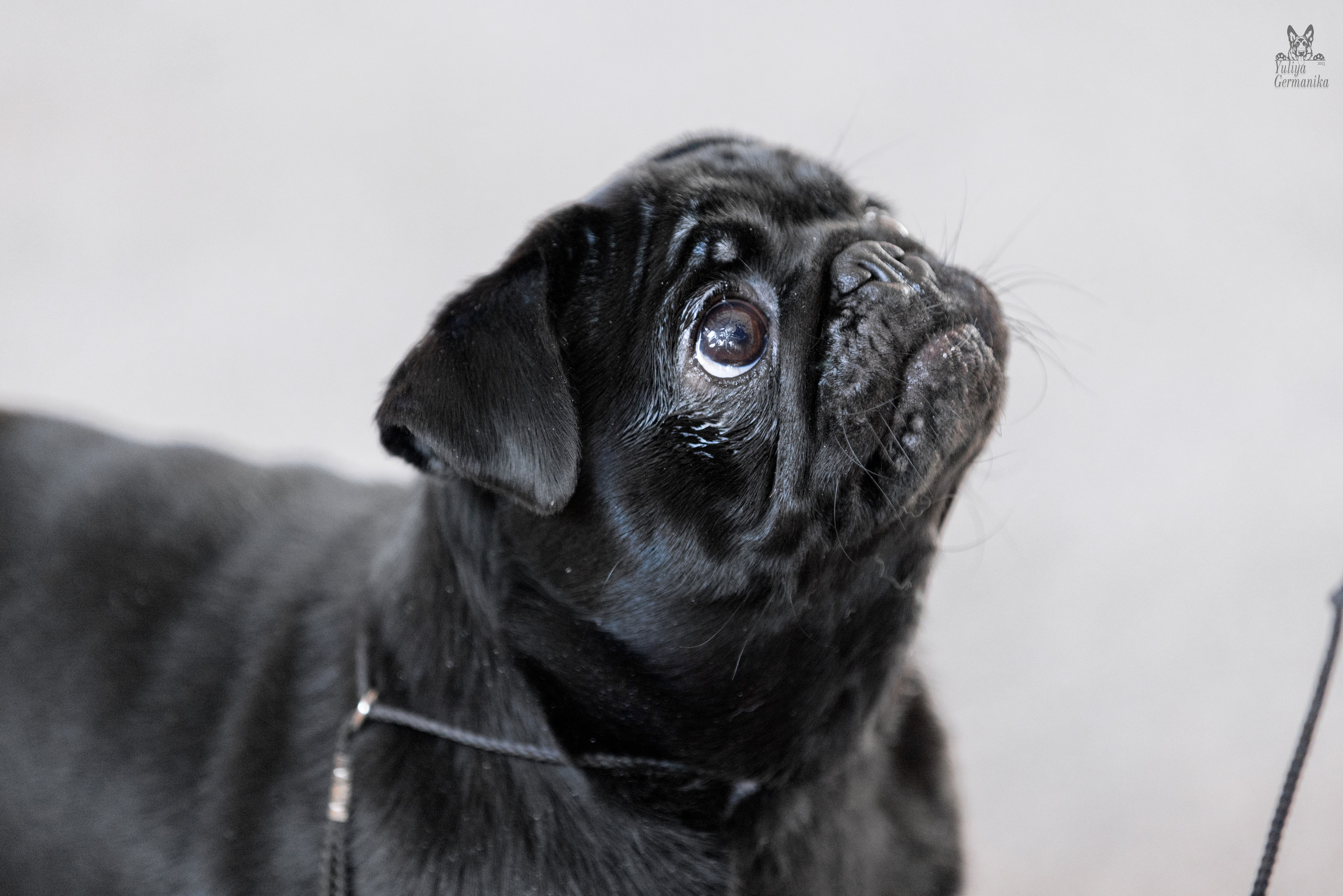 Тверь 19.03.2023. Фотограф-анималист Юлия Германика