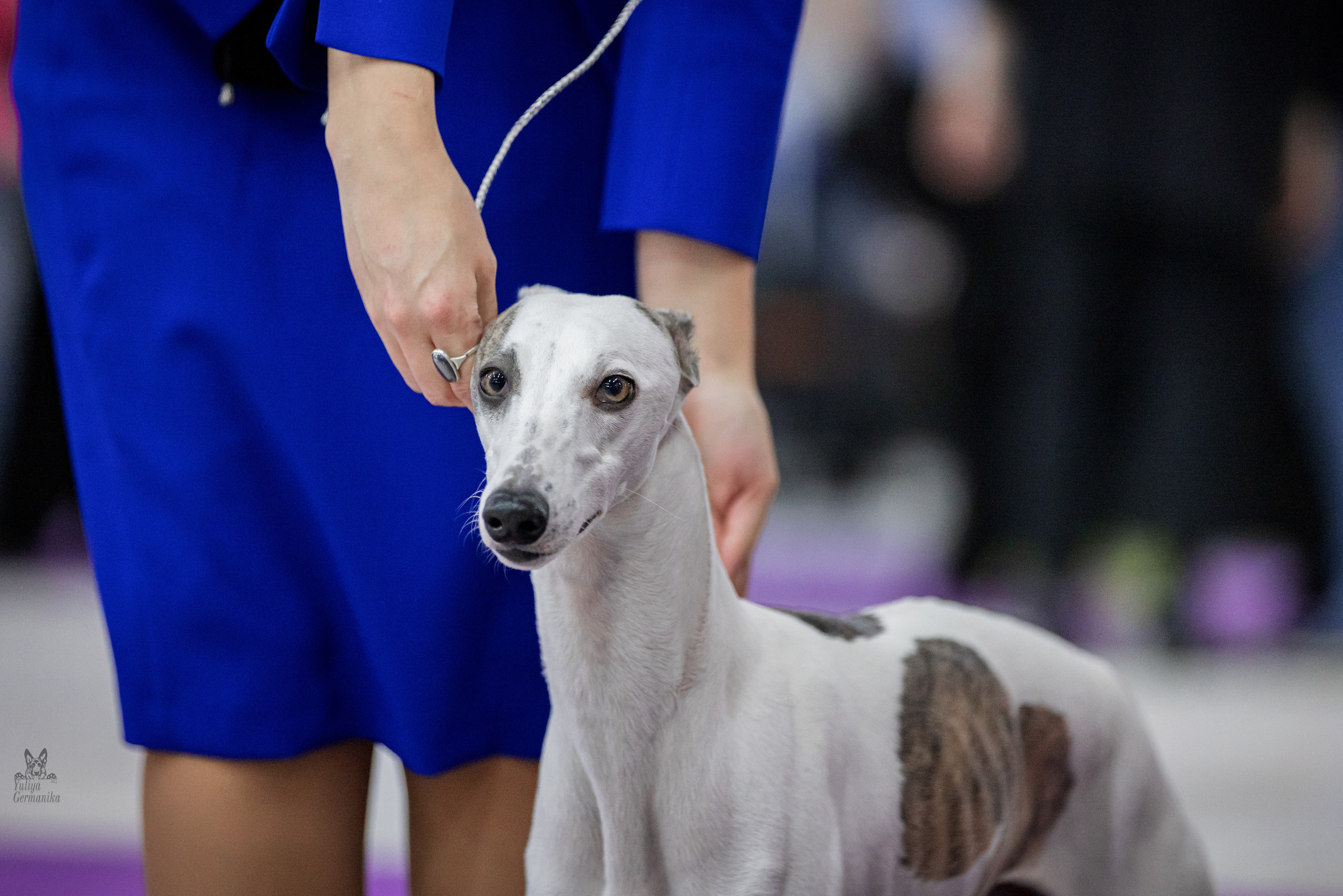 Чайна-Таун 5-8.01.2023. Фотограф-анималист Юлия Германика