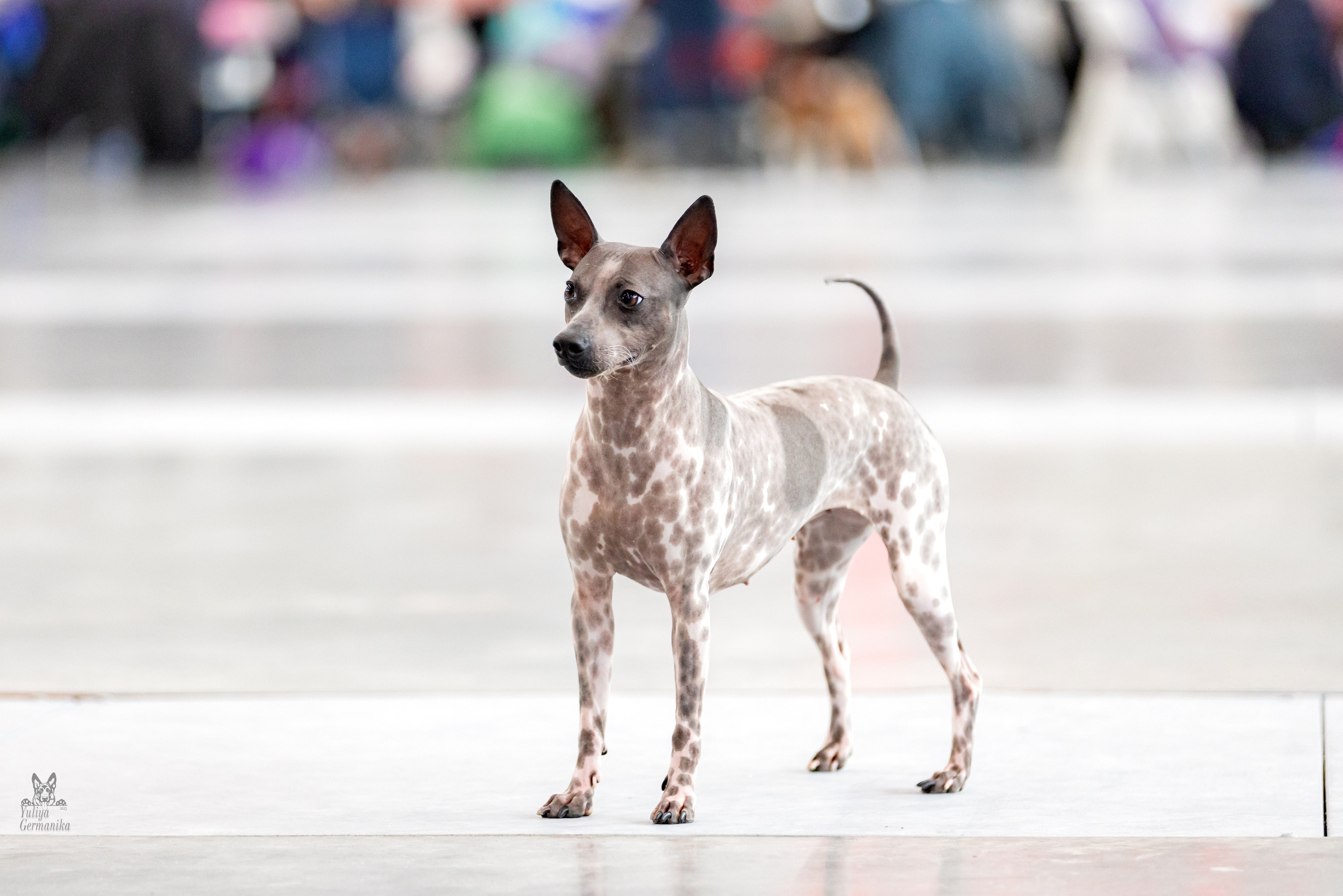 Сабанеевка,Казань 28-29.01.2023. Фотограф-анималист Юлия Германика