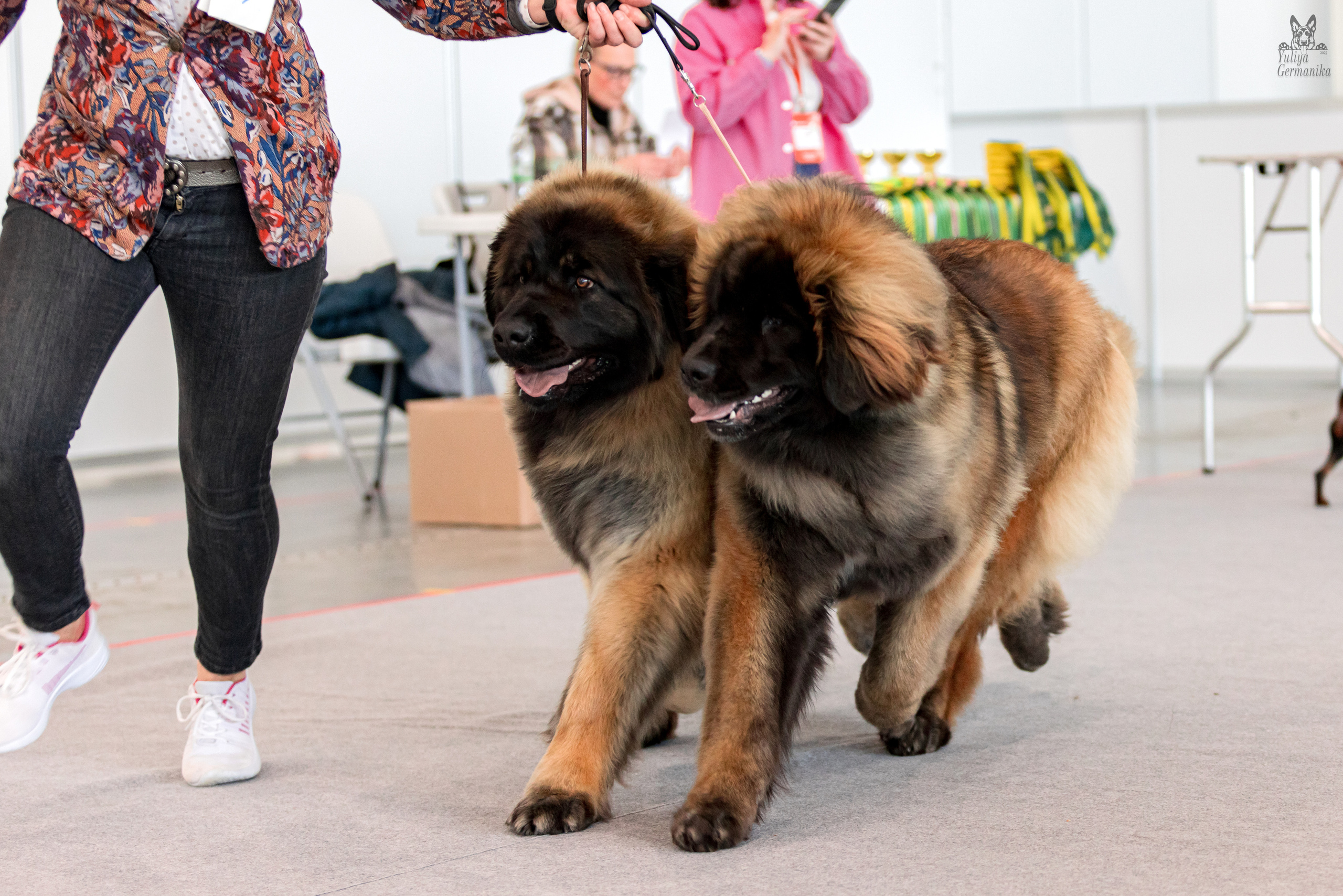 Казань 11.03.2023. Фотограф-анималист Юлия Германика