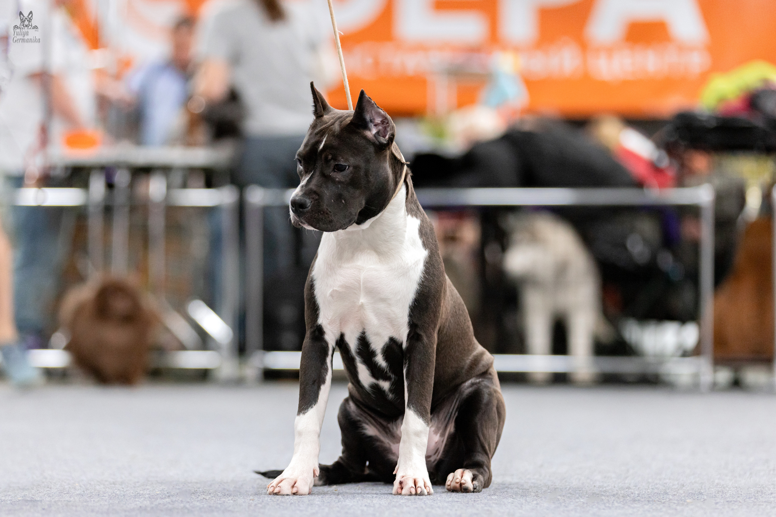 Сфера 5.03.2023. Фотограф-анималист Юлия Германика