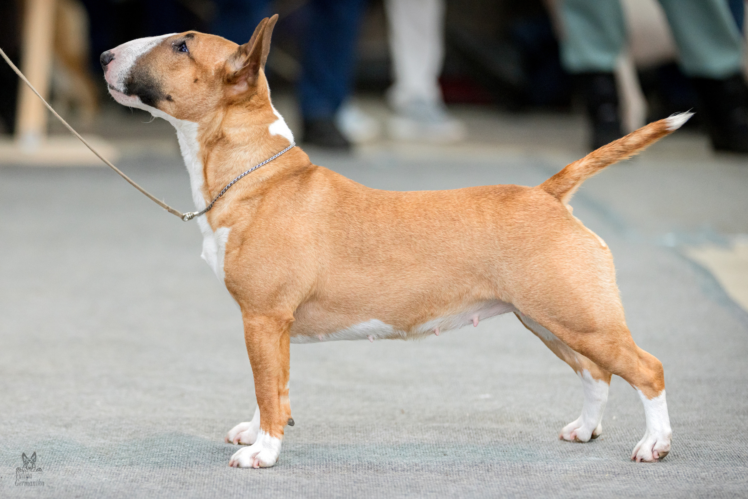 Тверь 19.02.2023. Фотограф-анималист Юлия Германика