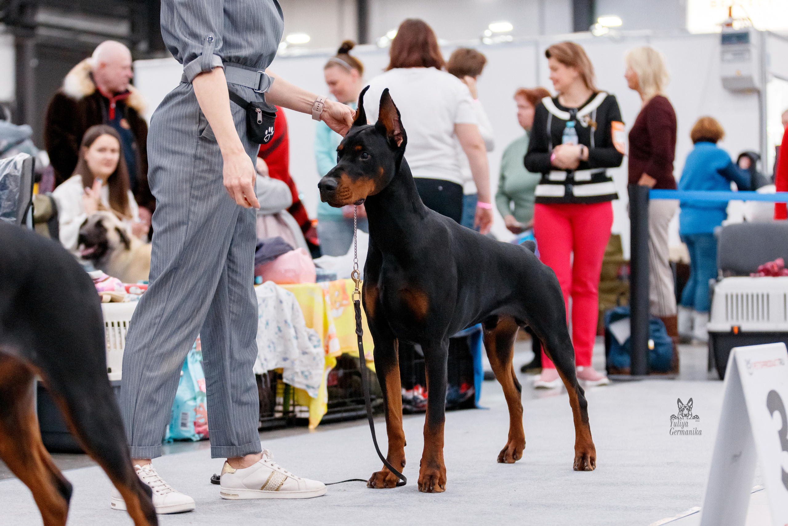 Питер 17-18.12.2022. Фотограф-анималист Юлия Германика