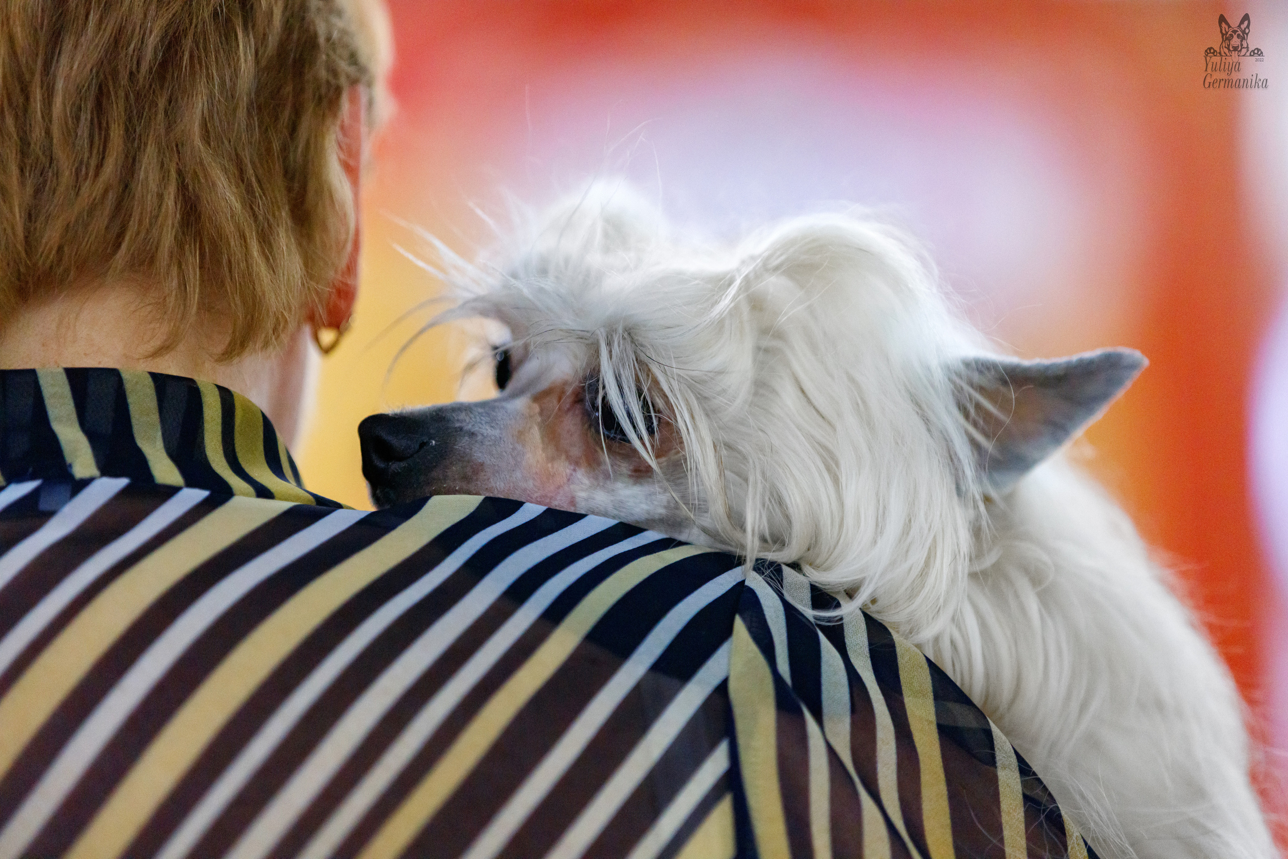 Чайна-Таун 3 и 10.12.2022. Фотограф-анималист Юлия Германика