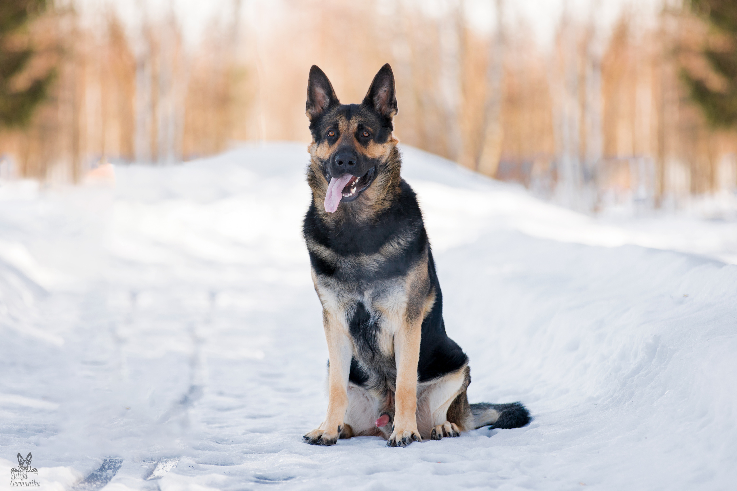 Тверь 19.03.2023. Фотограф-анималист Юлия Германика