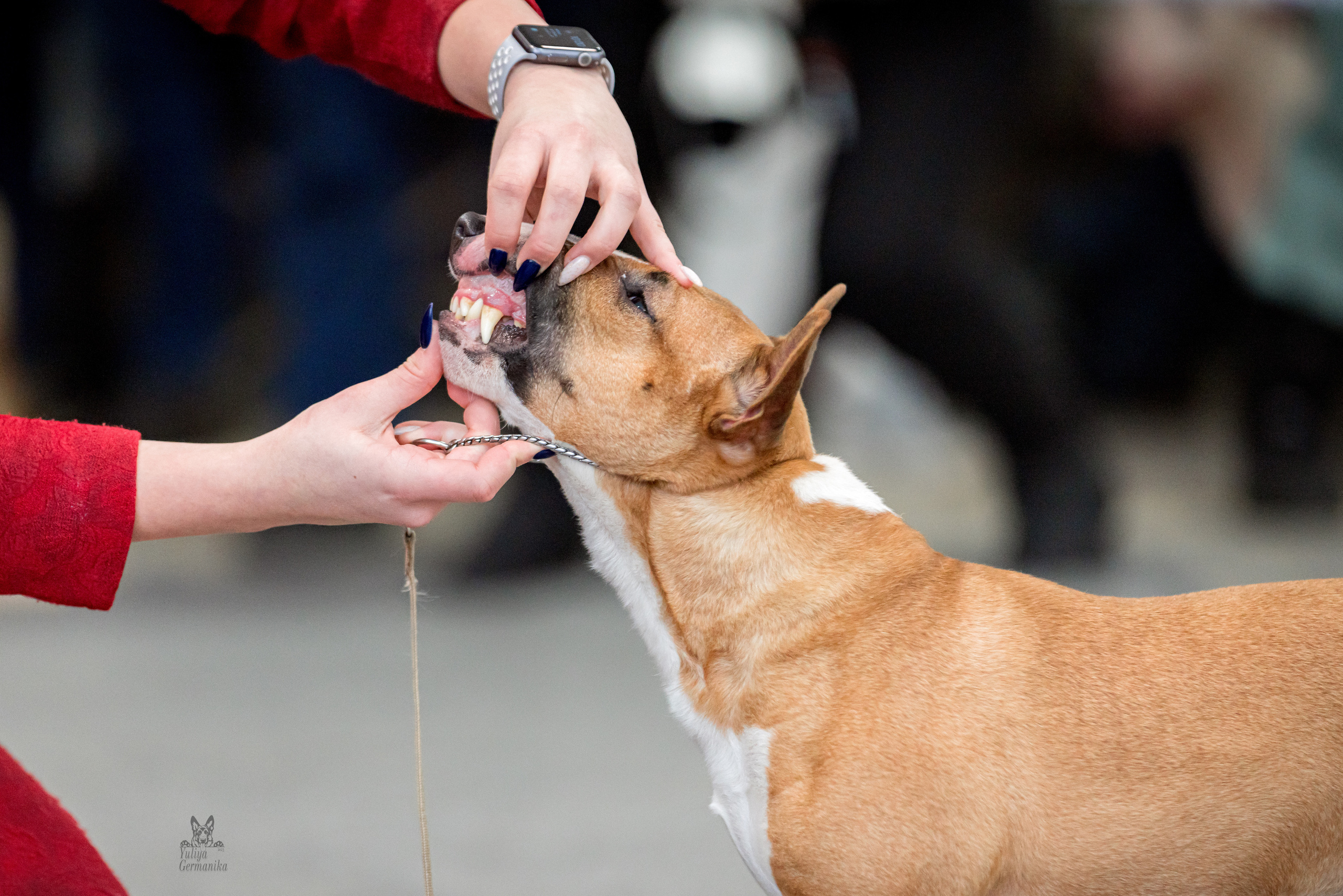 Тверь 19.02.2023. Фотограф-анималист Юлия Германика