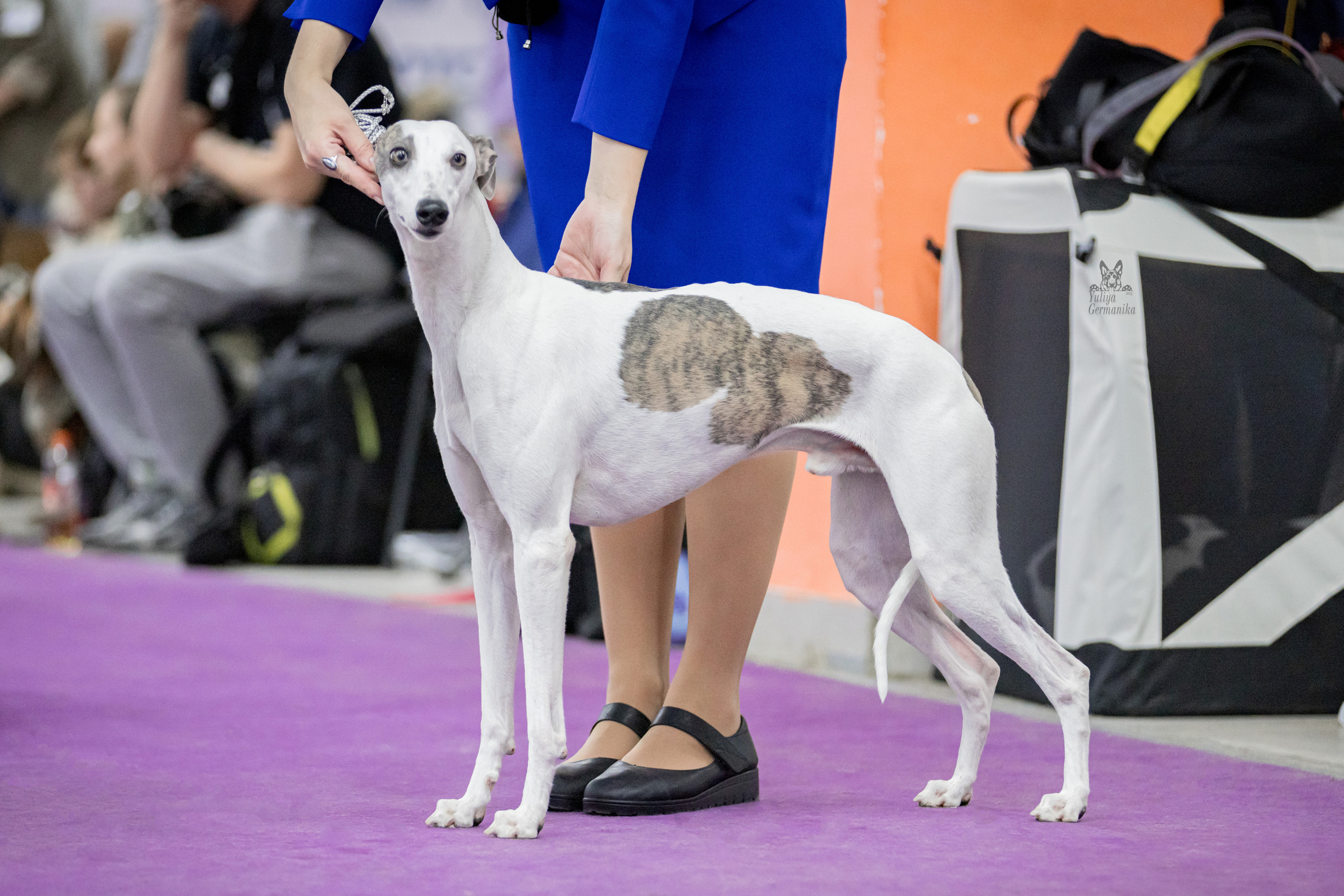 Чайна-Таун 5-8.01.2023. Фотограф-анималист Юлия Германика