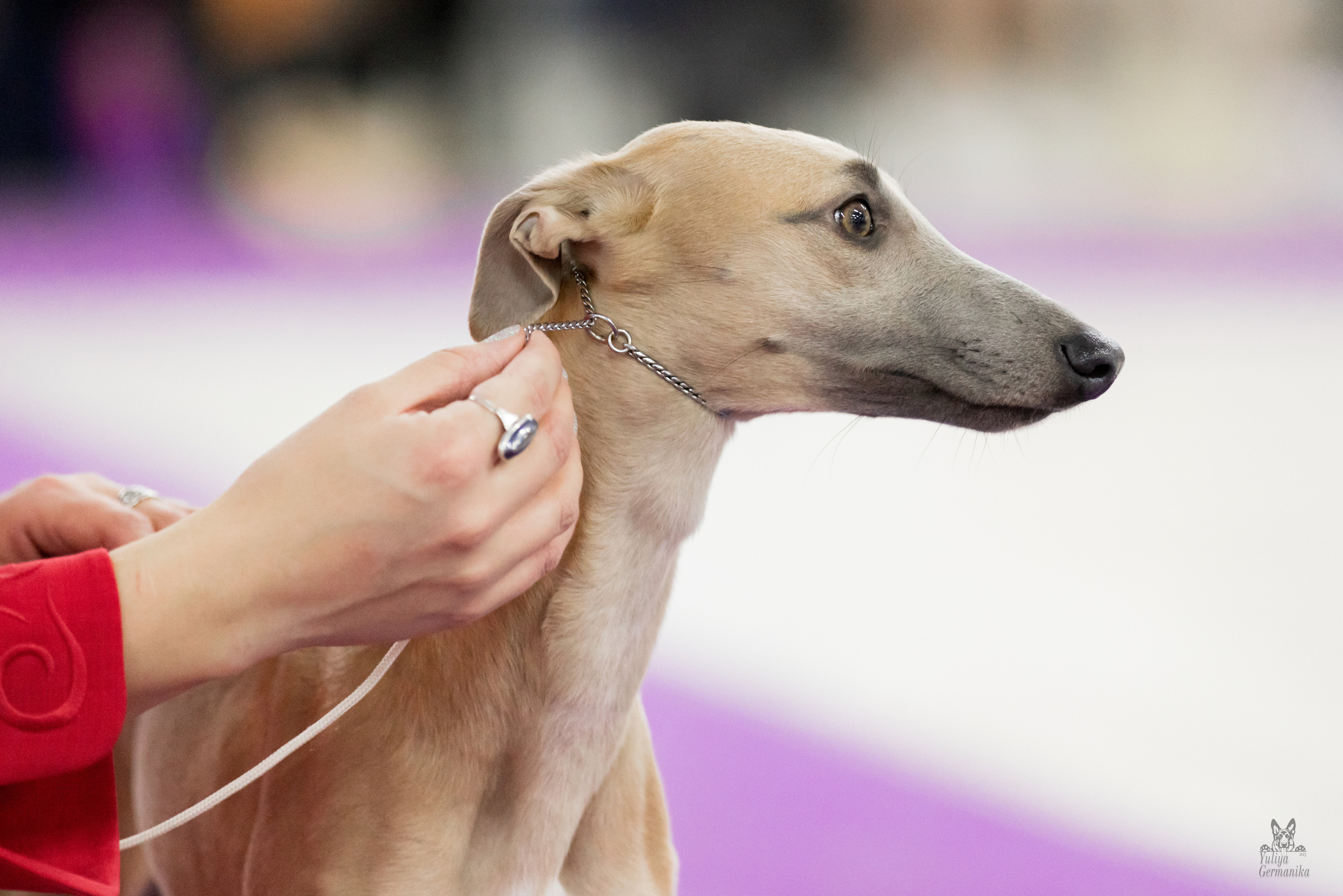 Чайна-Таун 5-8.01.2023. Фотограф-анималист Юлия Германика