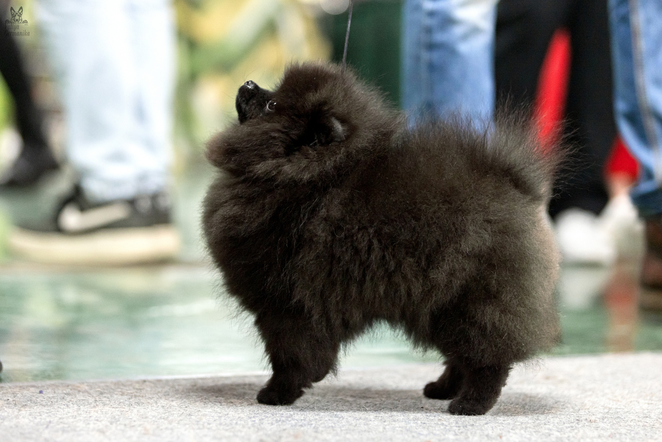 Сфера 5.03.2023. Фотограф-анималист Юлия Германика