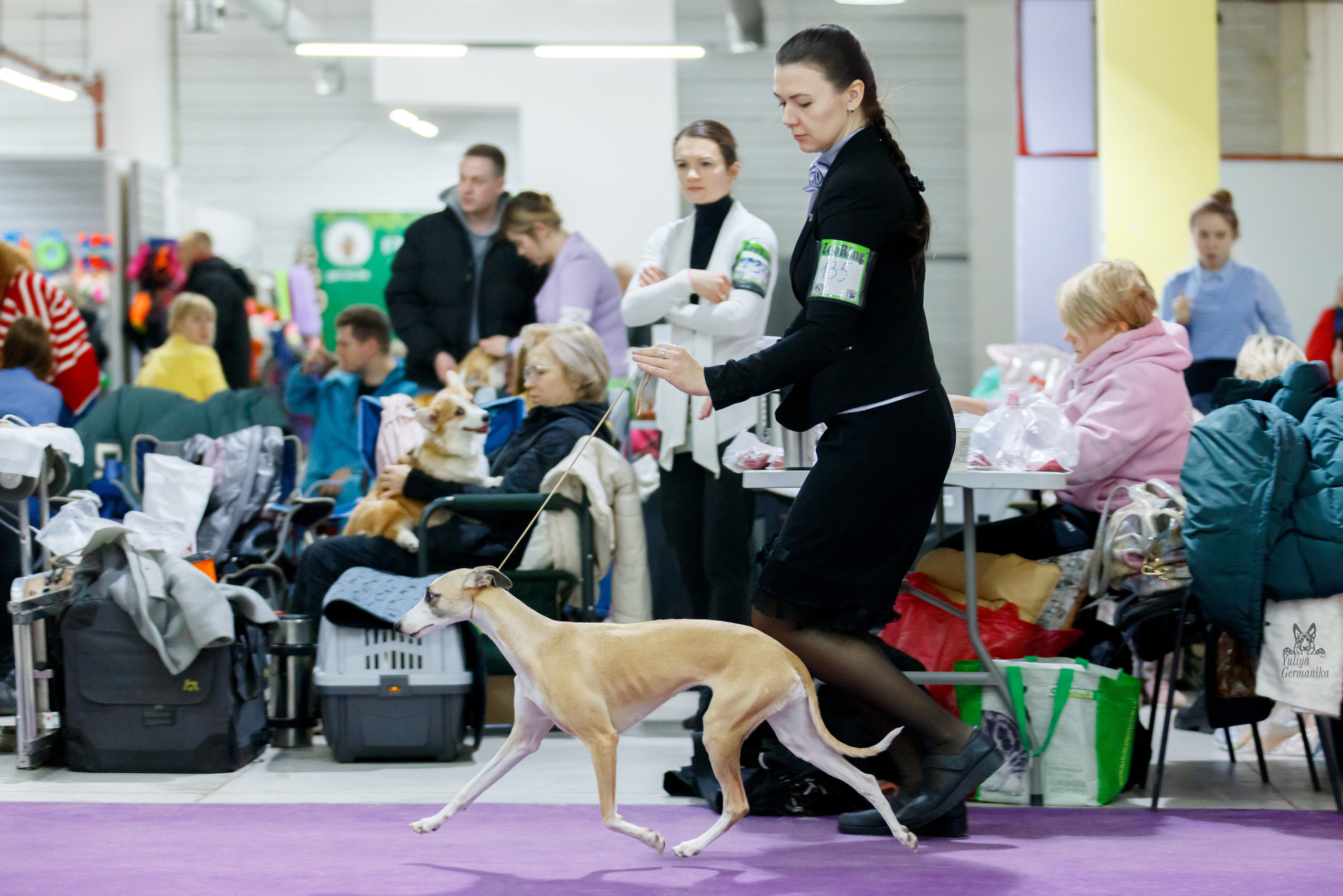 Чайна-Таун 3 и 10.12.2022. Фотограф-анималист Юлия Германика