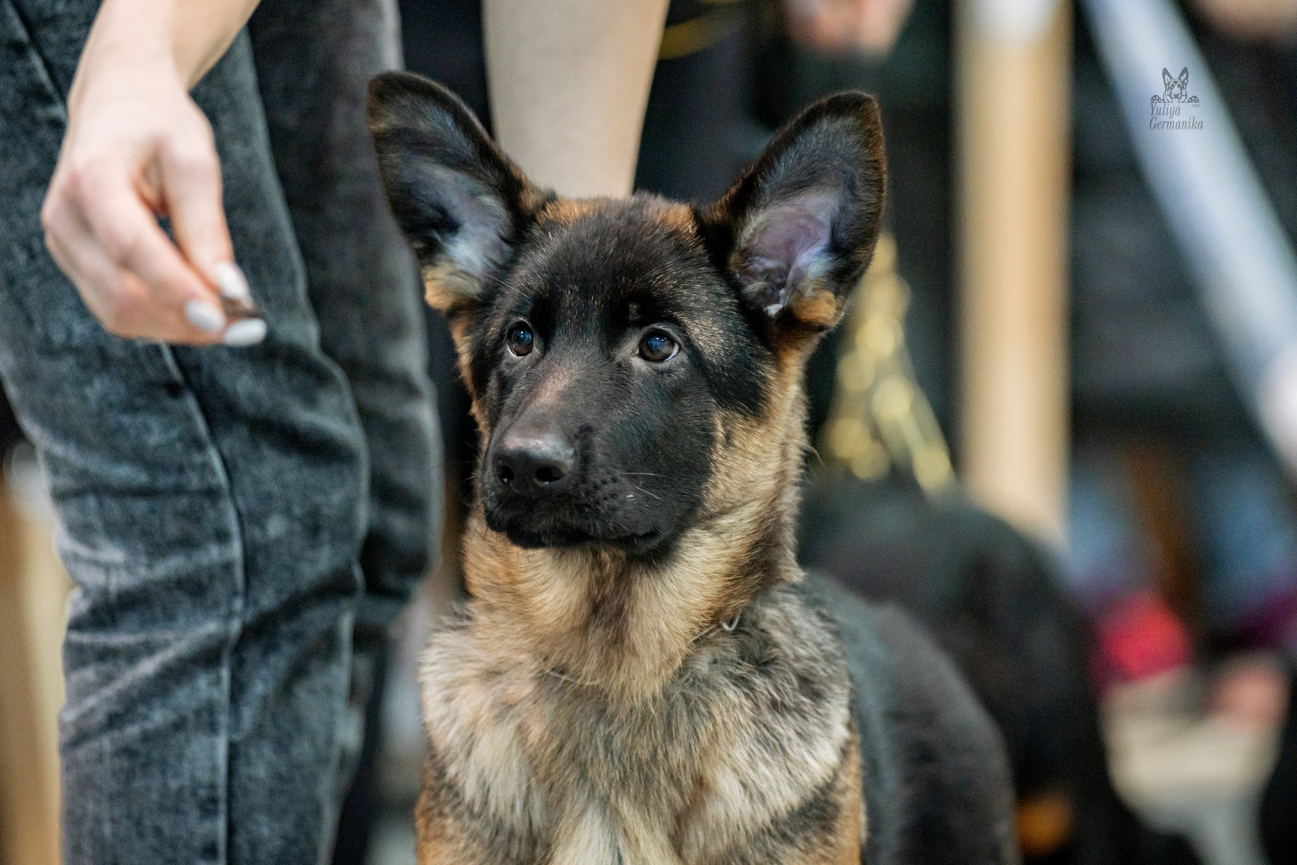 Тверь 19.02.2023. Фотограф-анималист Юлия Германика