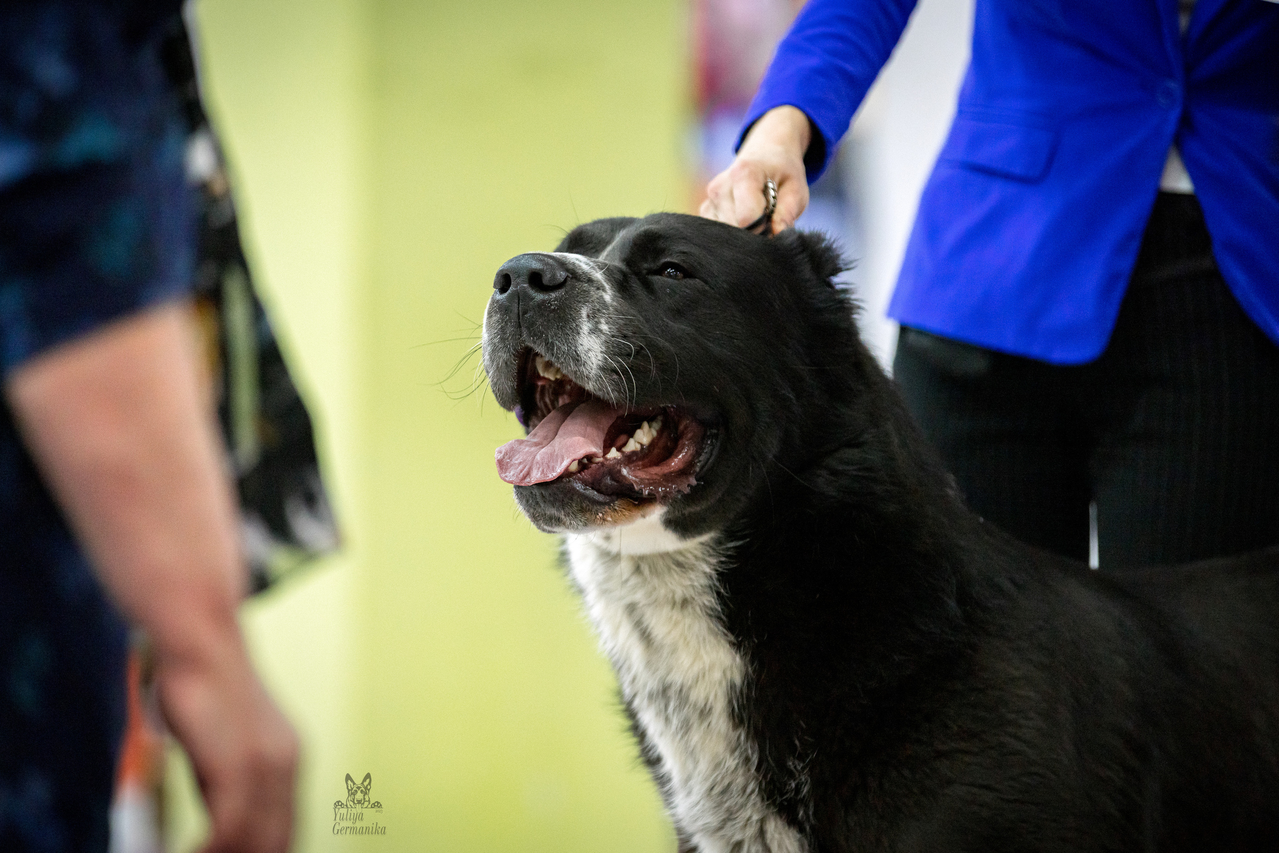 Чайна-Таун 5-8.01.2023. Фотограф-анималист Юлия Германика