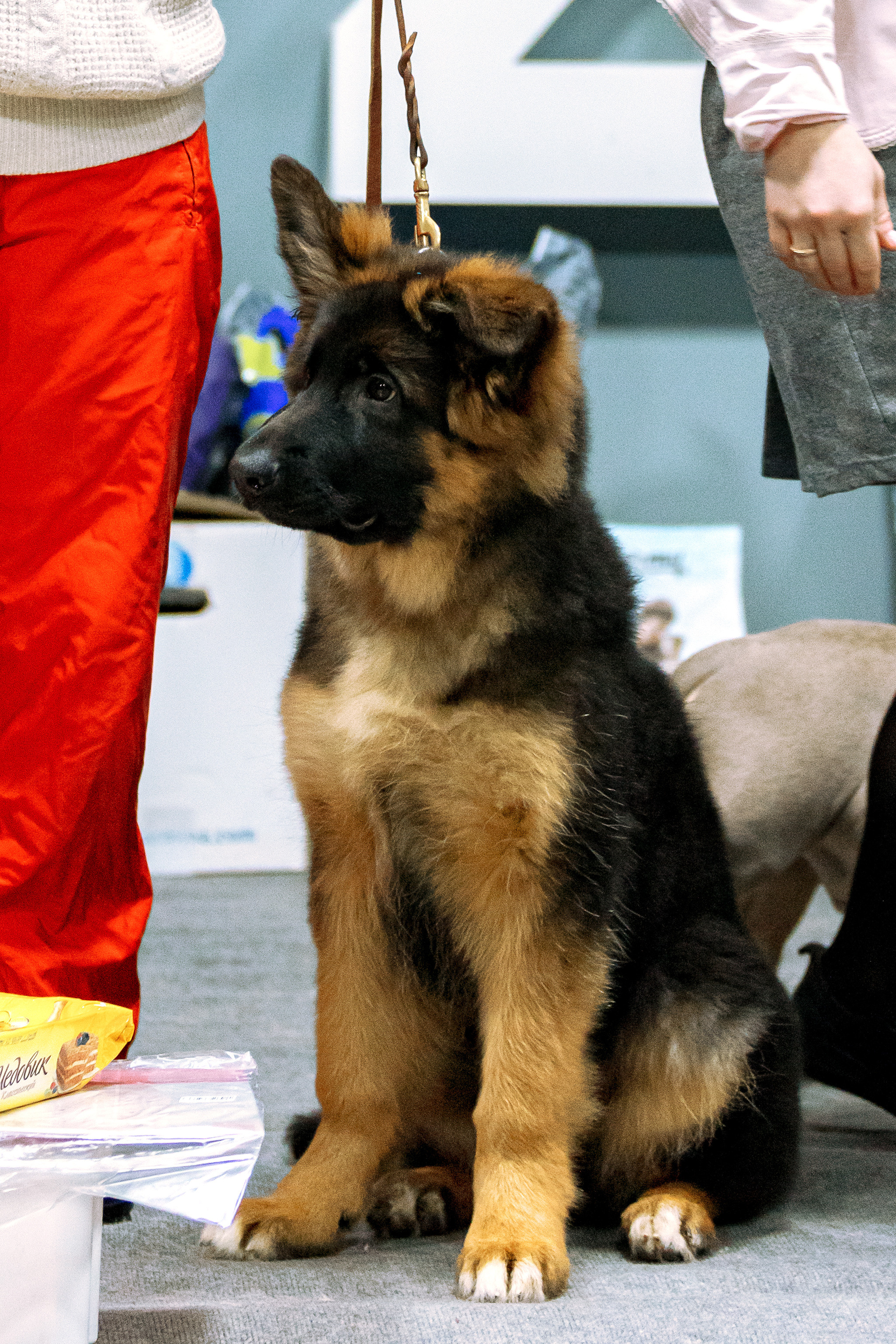 Тверь 19.02.2023. Фотограф-анималист Юлия Германика