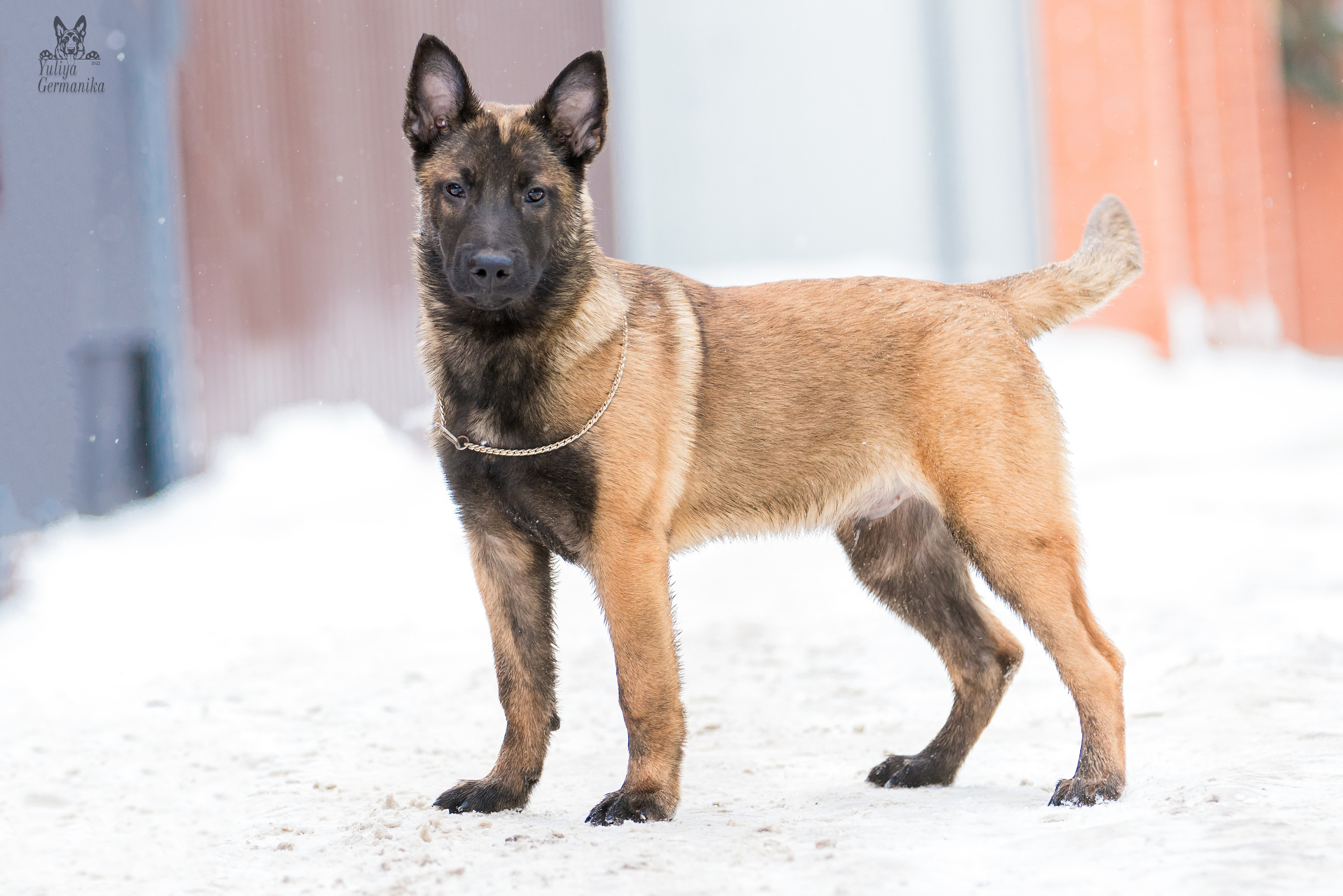 Свободная съемка. Фотограф-анималист Юлия Германика