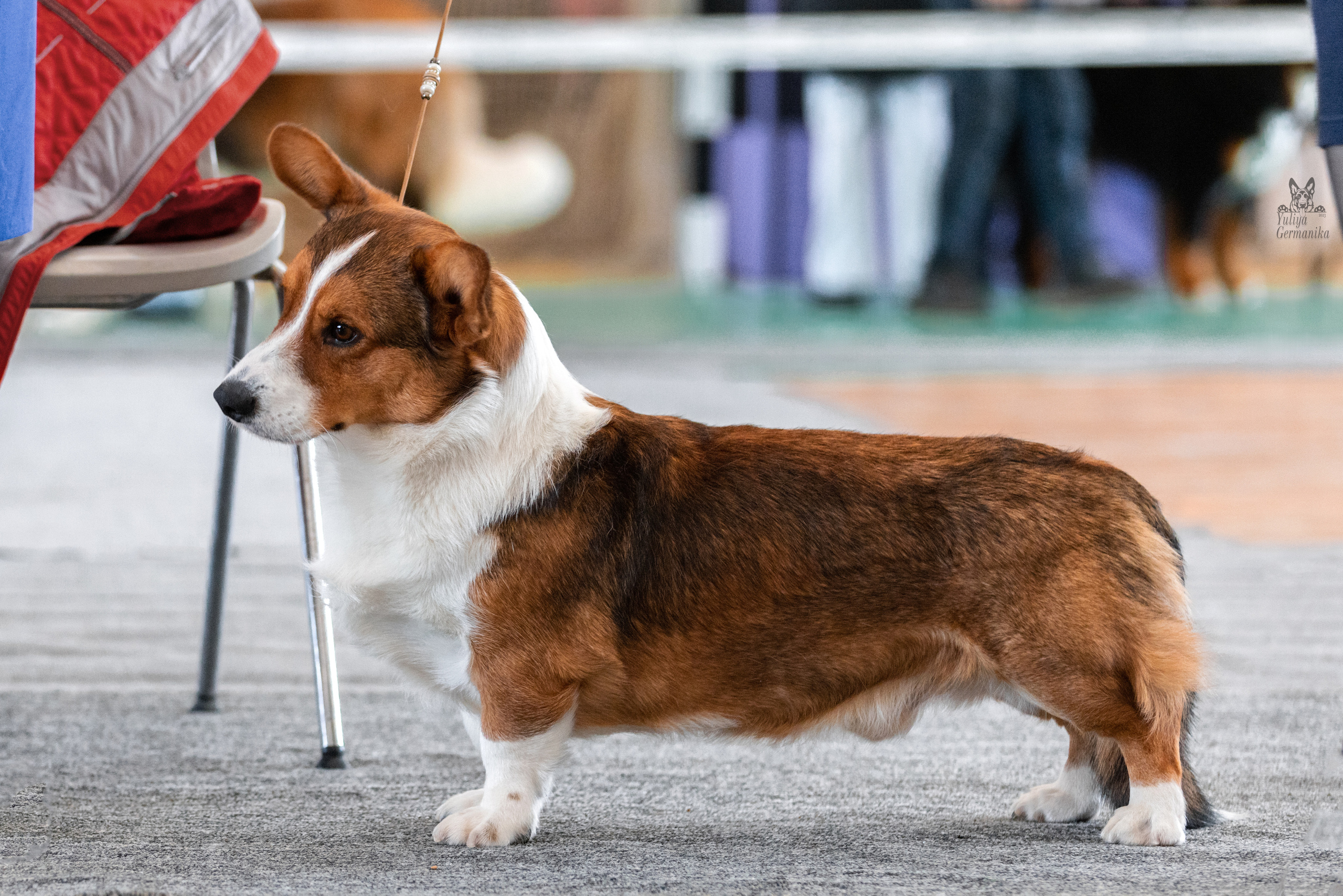Тверь 19.03.2023. Фотограф-анималист Юлия Германика