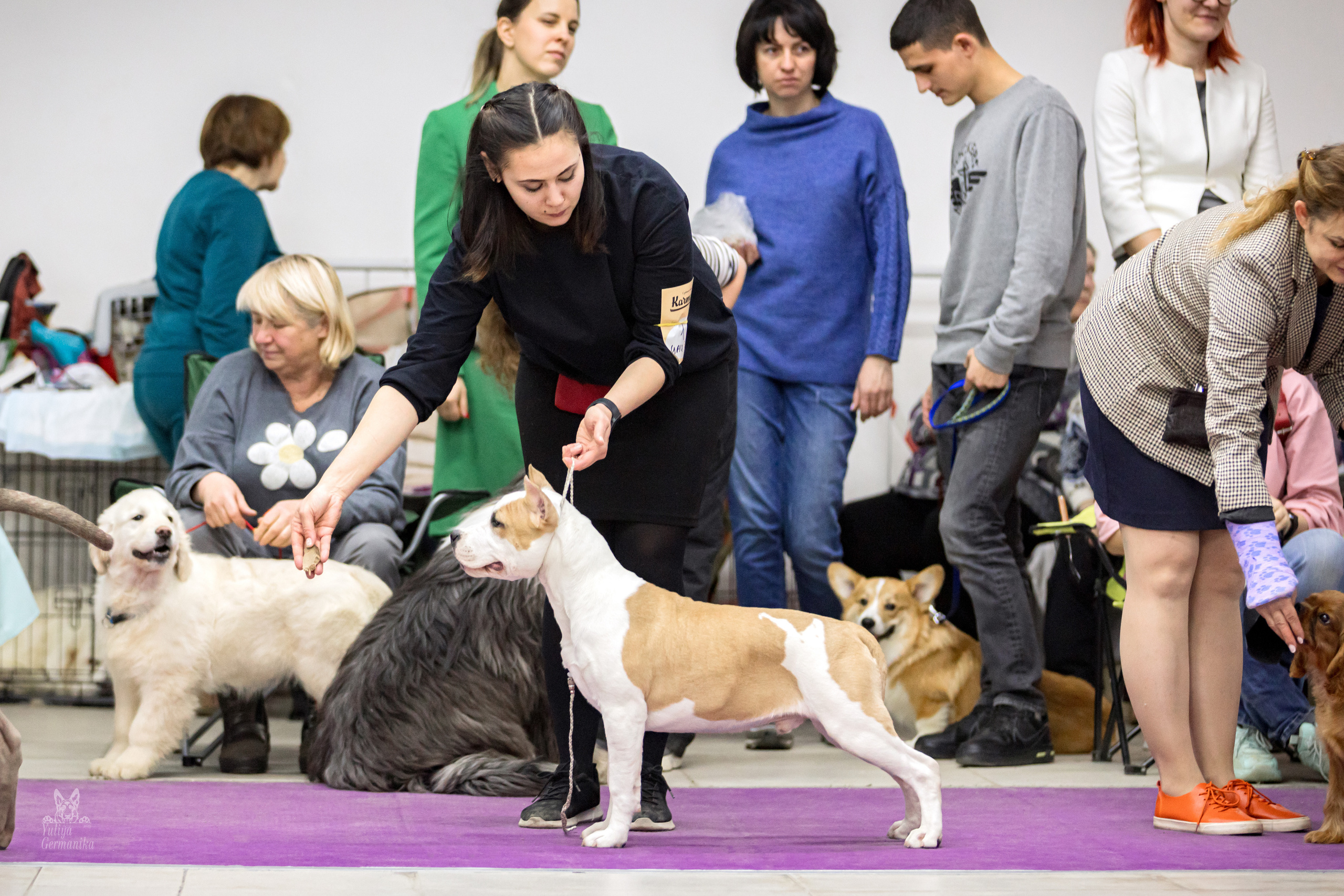 Чайна-Таун 15,21 и 22.01.2023. Фотограф-анималист Юлия Германика
