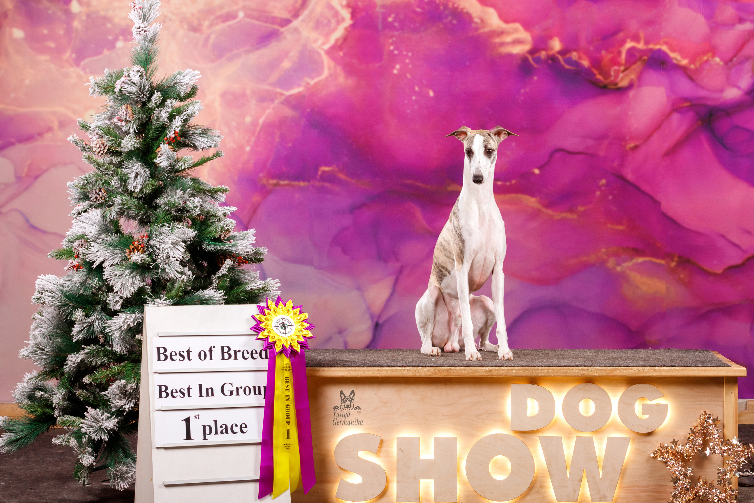 Чайна-Таун 3 и 10.12.2022. Фотограф-анималист Юлия Германика