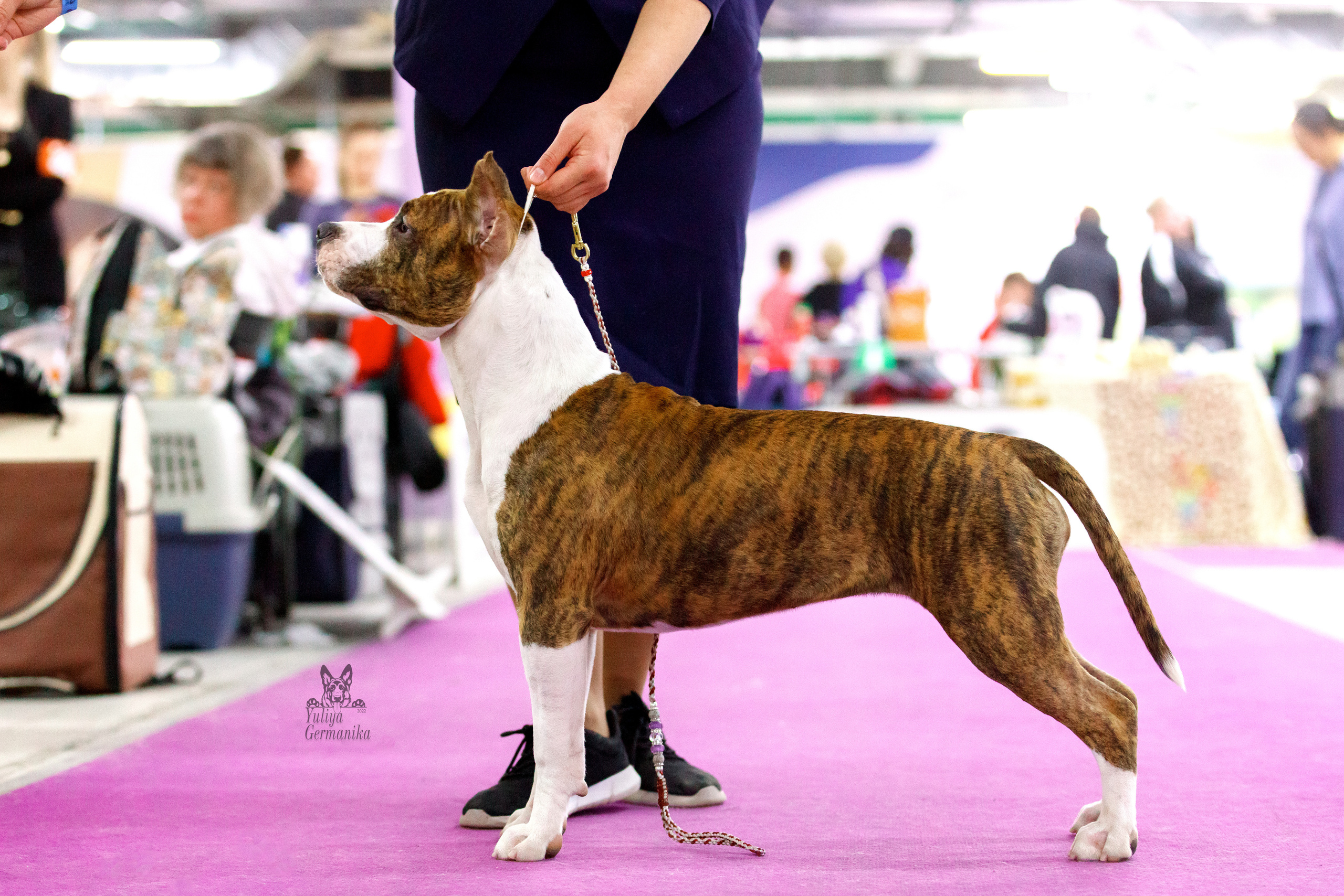 Чайна-Таун 3 и 10.12.2022. Фотограф-анималист Юлия Германика