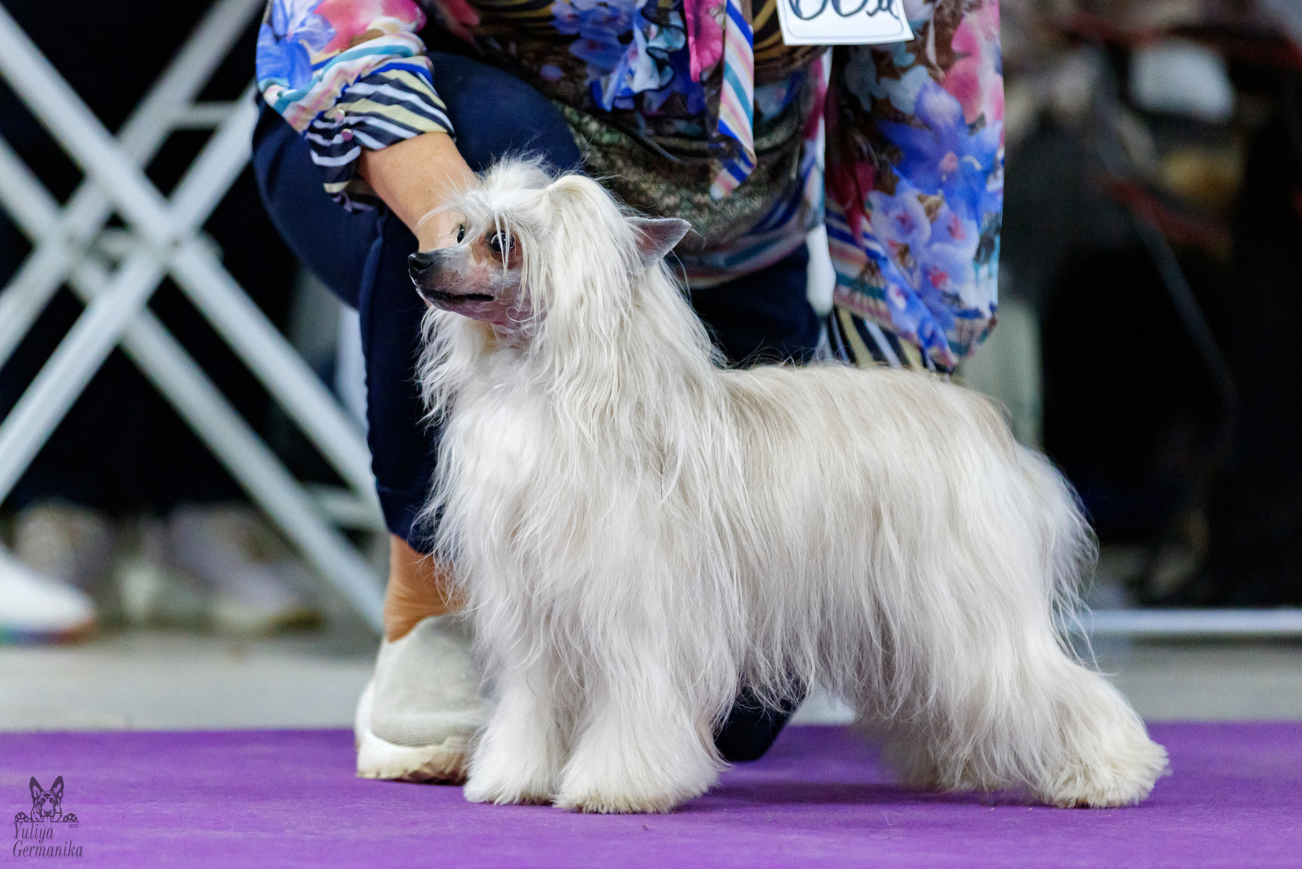 Чайна-Таун 3 и 10.12.2022. Фотограф-анималист Юлия Германика