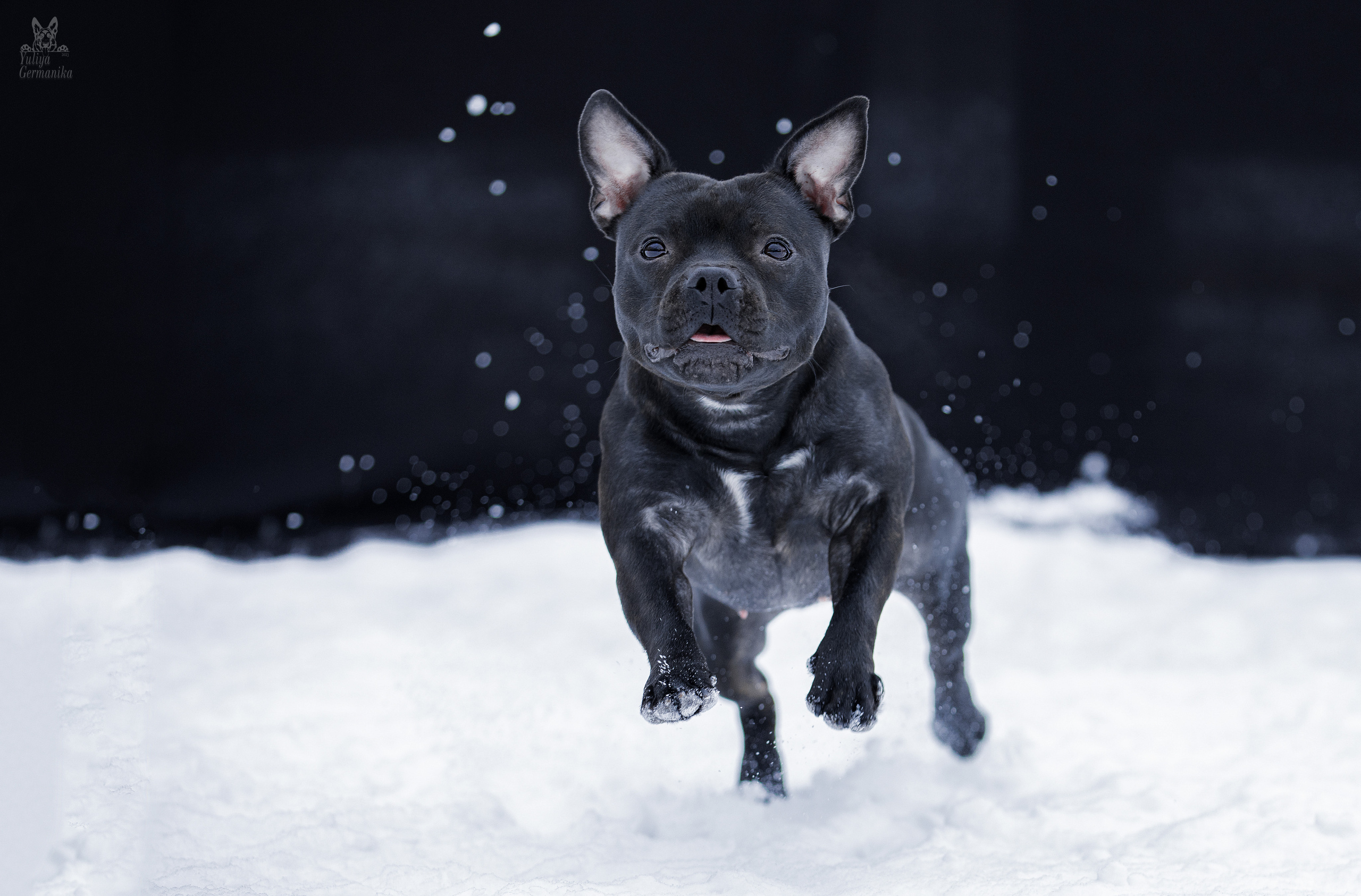 Свободная съемка. Фотограф-анималист Юлия Германика