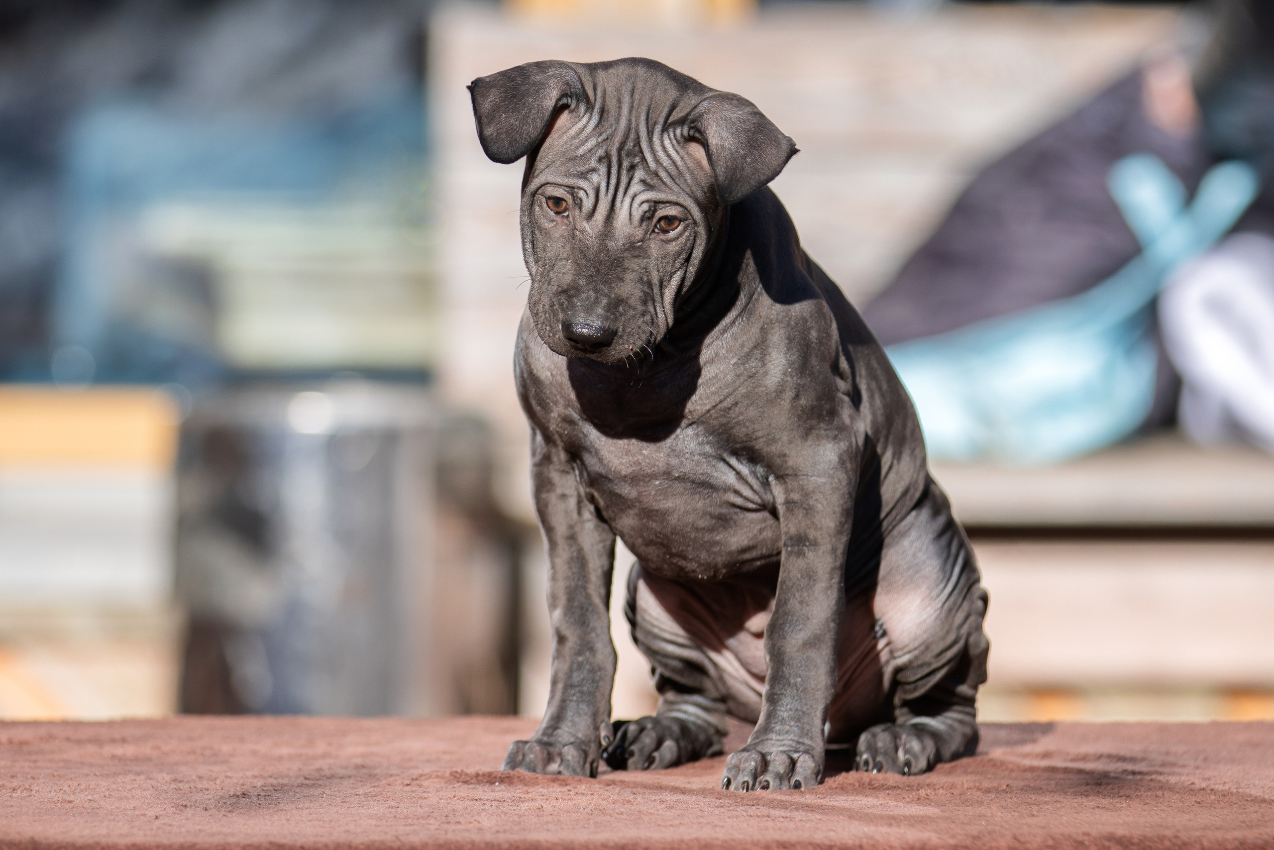 Съёмки щенков и котят. Фотограф-анималист Юлия Германика