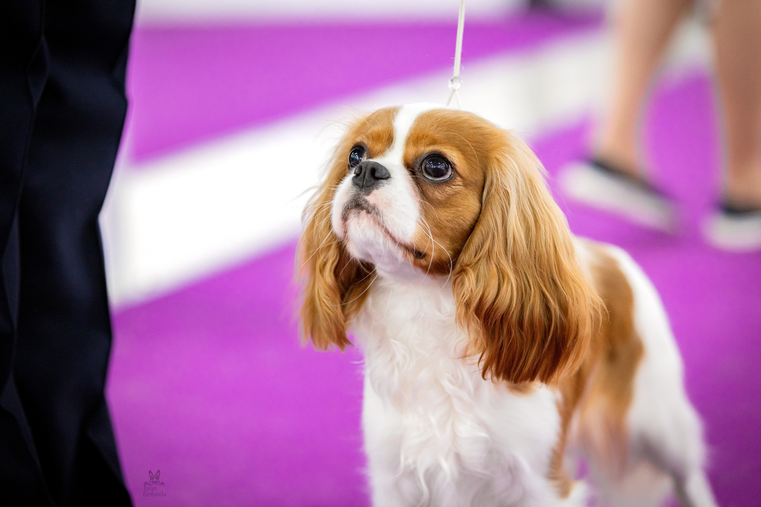 Можайский двор 11-12.02.2023. Фотограф-анималист Юлия Германика