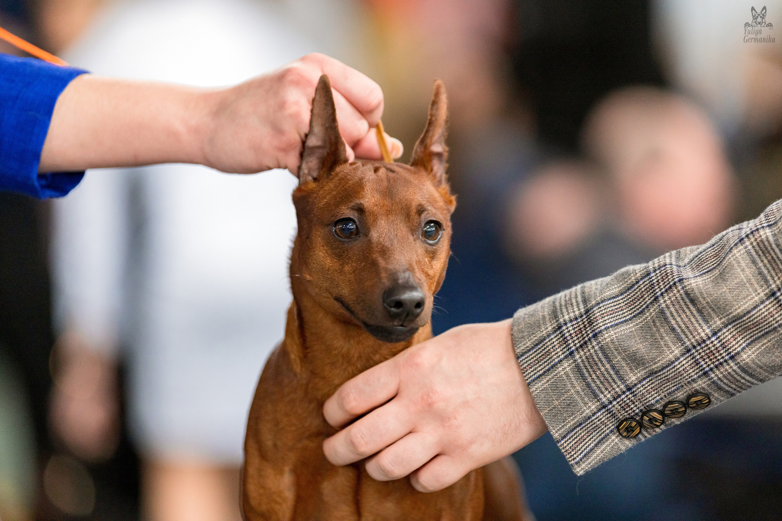 Сфера 5.03.2023. Фотограф-анималист Юлия Германика