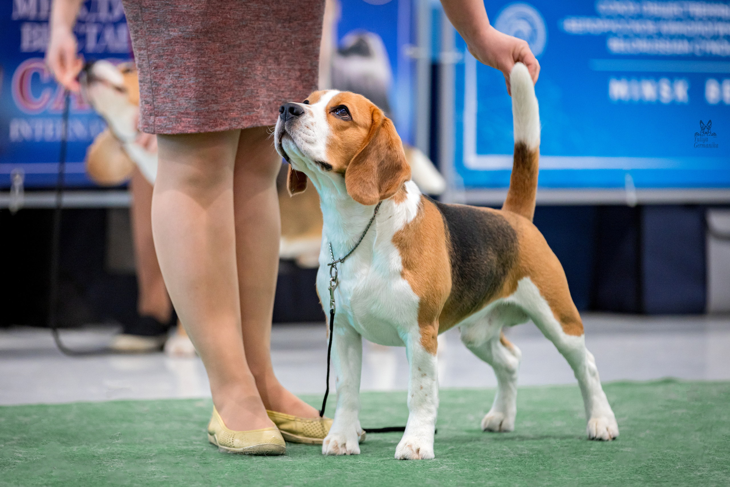 Минск 25-26.02.2023. Фотограф-анималист Юлия Германика