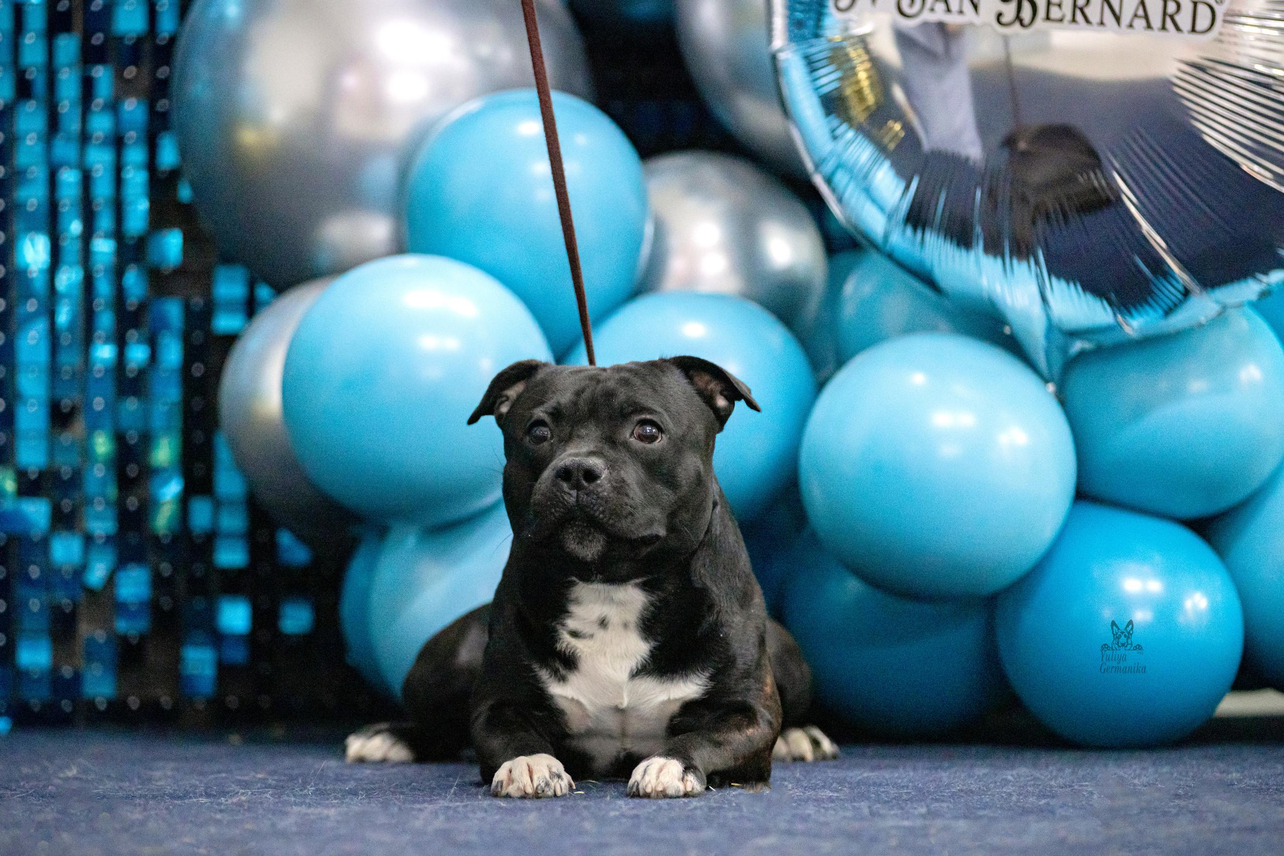 Чайна-Таун 15,21 и 22.01.2023. Фотограф-анималист Юлия Германика