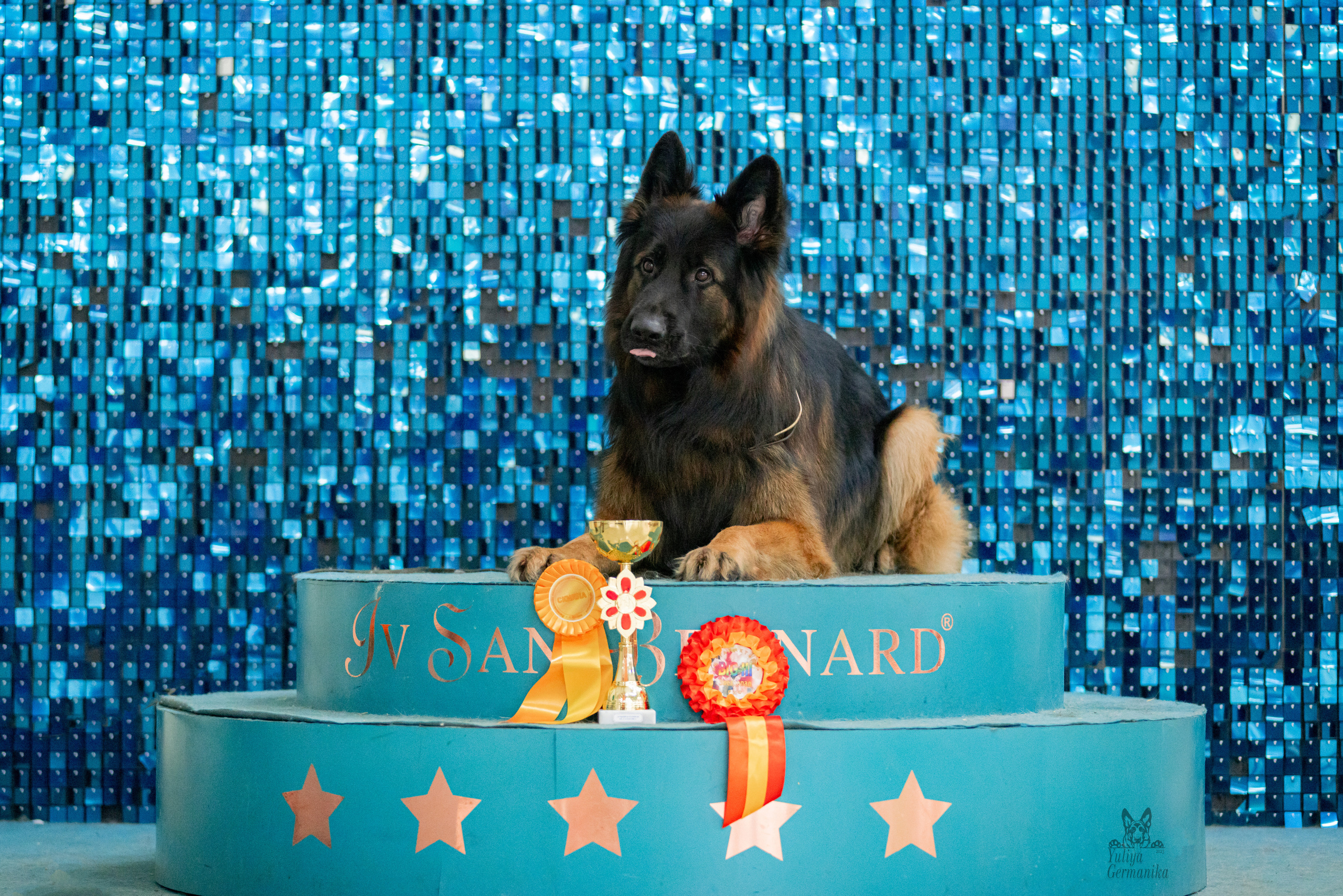 Чайна-Таун 15,21 и 22.01.2023. Фотограф-анималист Юлия Германика