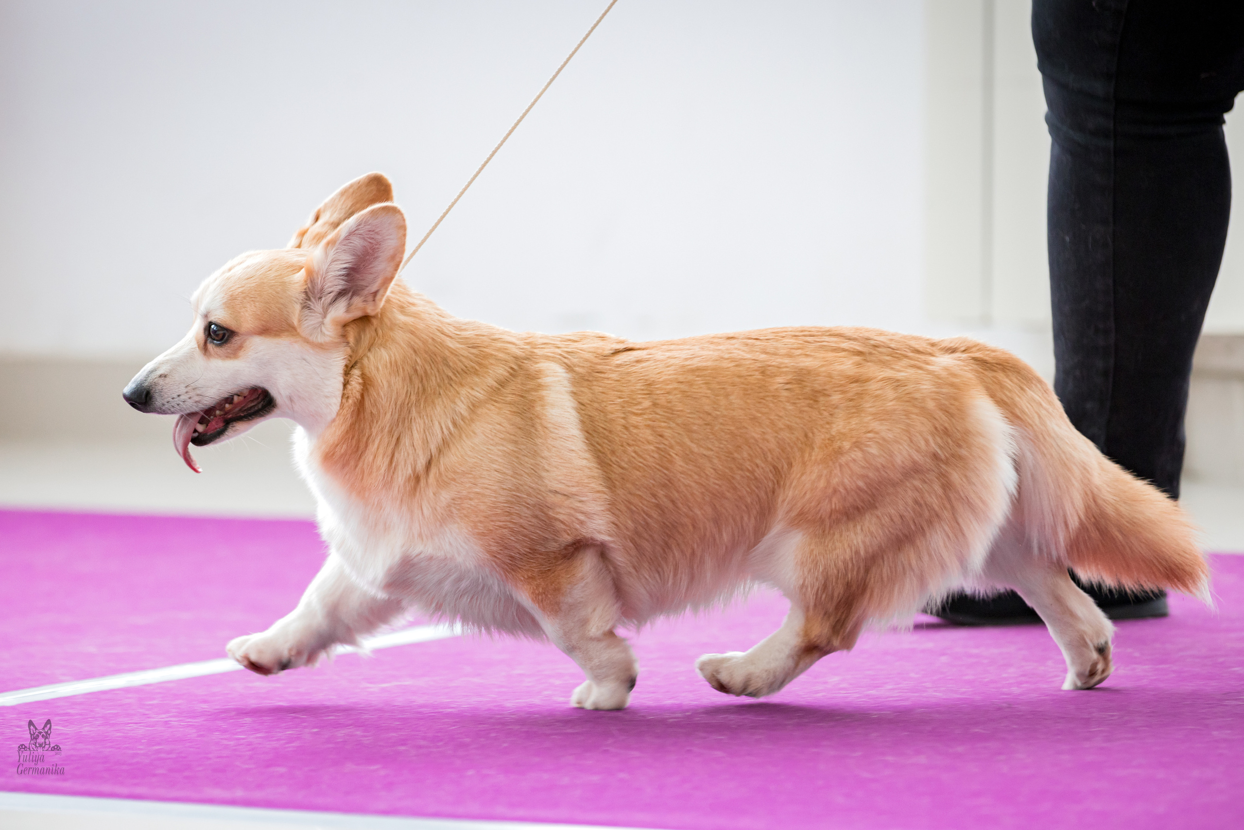 Можайский двор 11-12.02.2023. Фотограф-анималист Юлия Германика