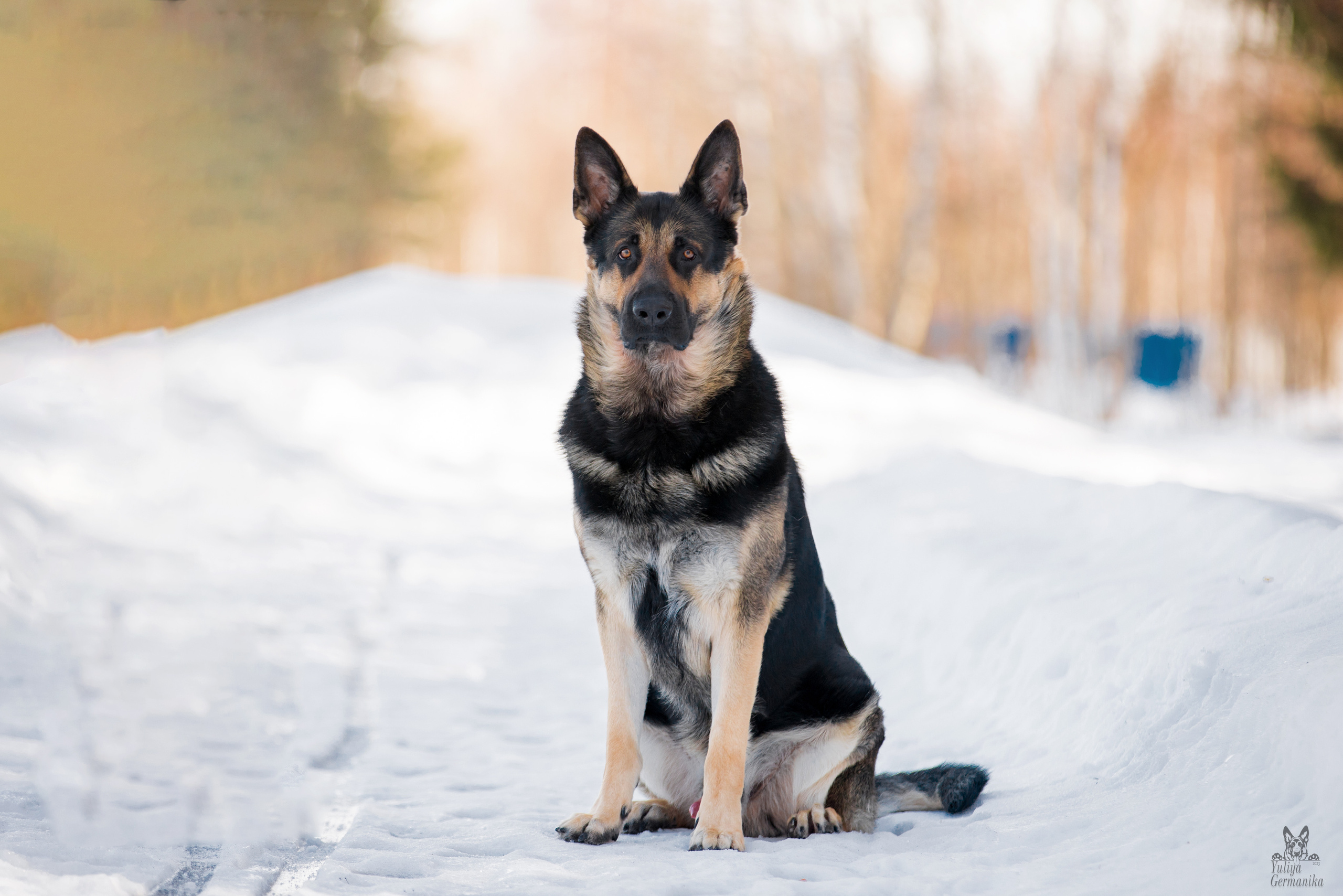 Тверь 19.03.2023. Фотограф-анималист Юлия Германика
