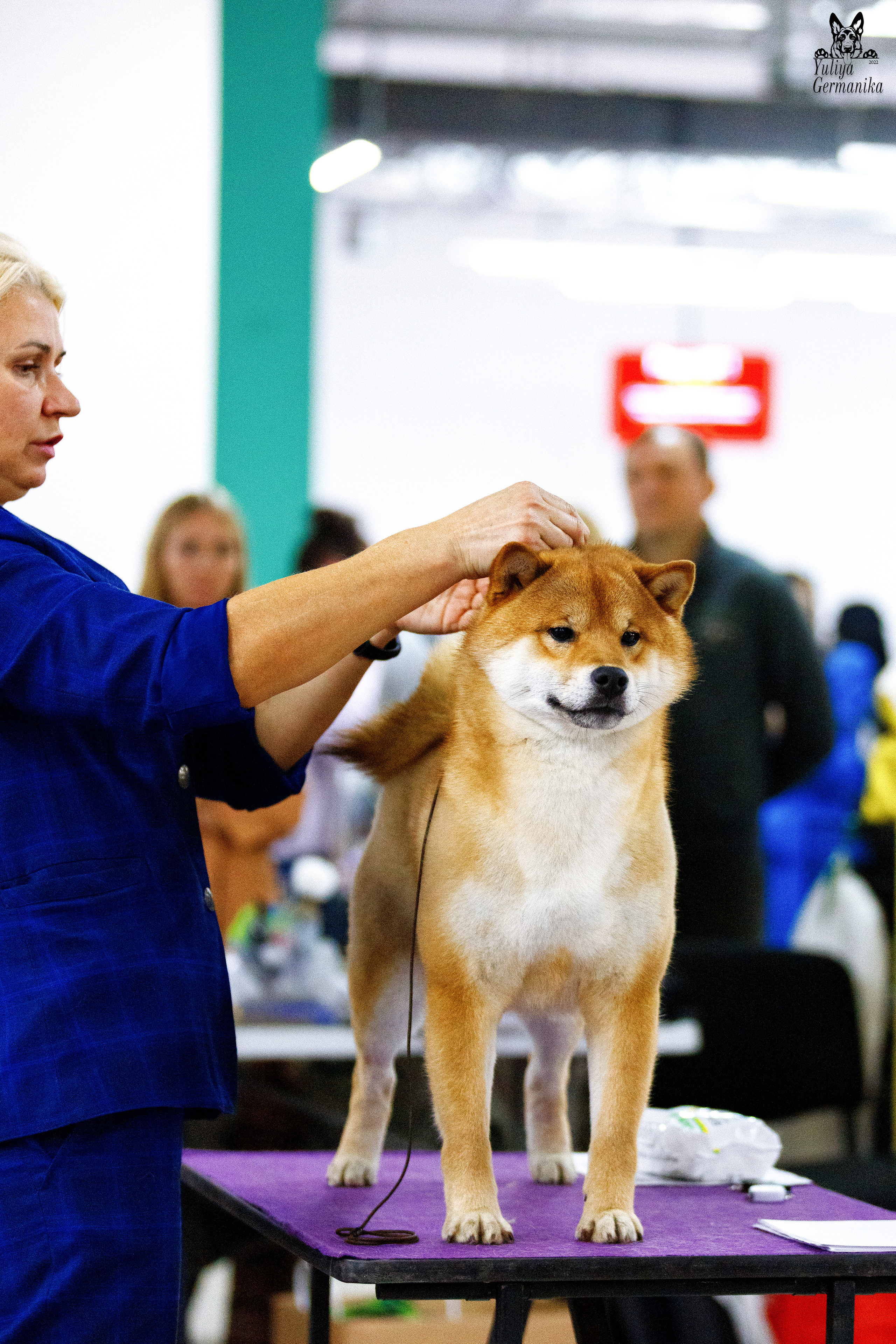Чайна-Таун 3 и 10.12.2022. Фотограф-анималист Юлия Германика