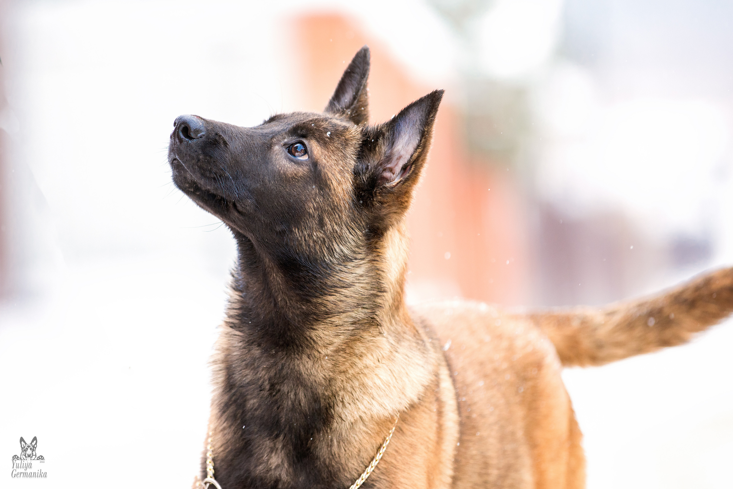 Свободная съемка. Фотограф-анималист Юлия Германика