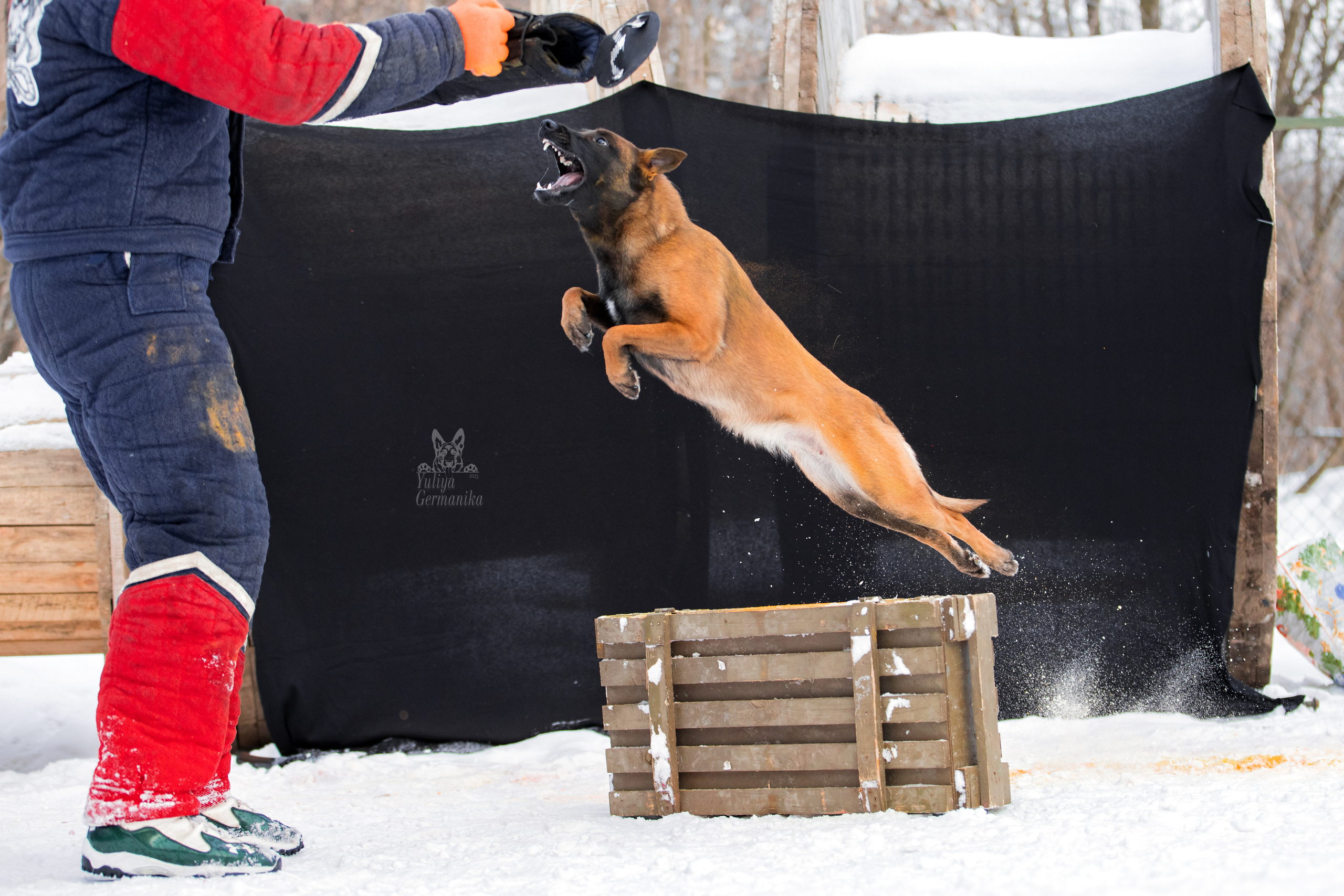 Свободная съемка. Фотограф-анималист Юлия Германика
