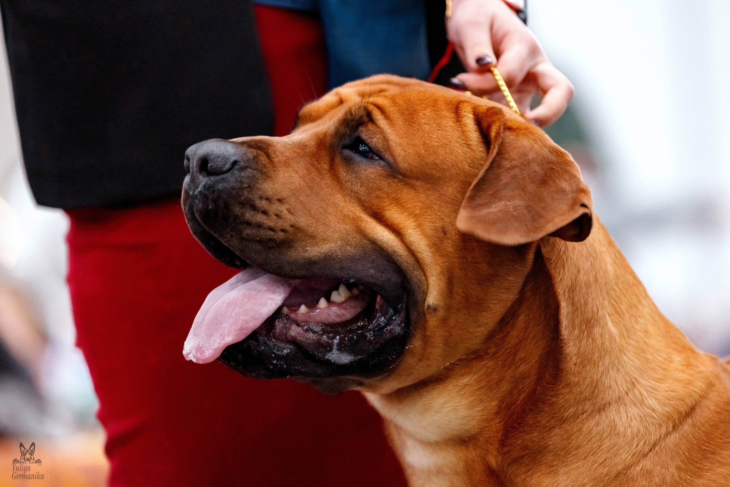 Питер 17-18.12.2022. Фотограф-анималист Юлия Германика