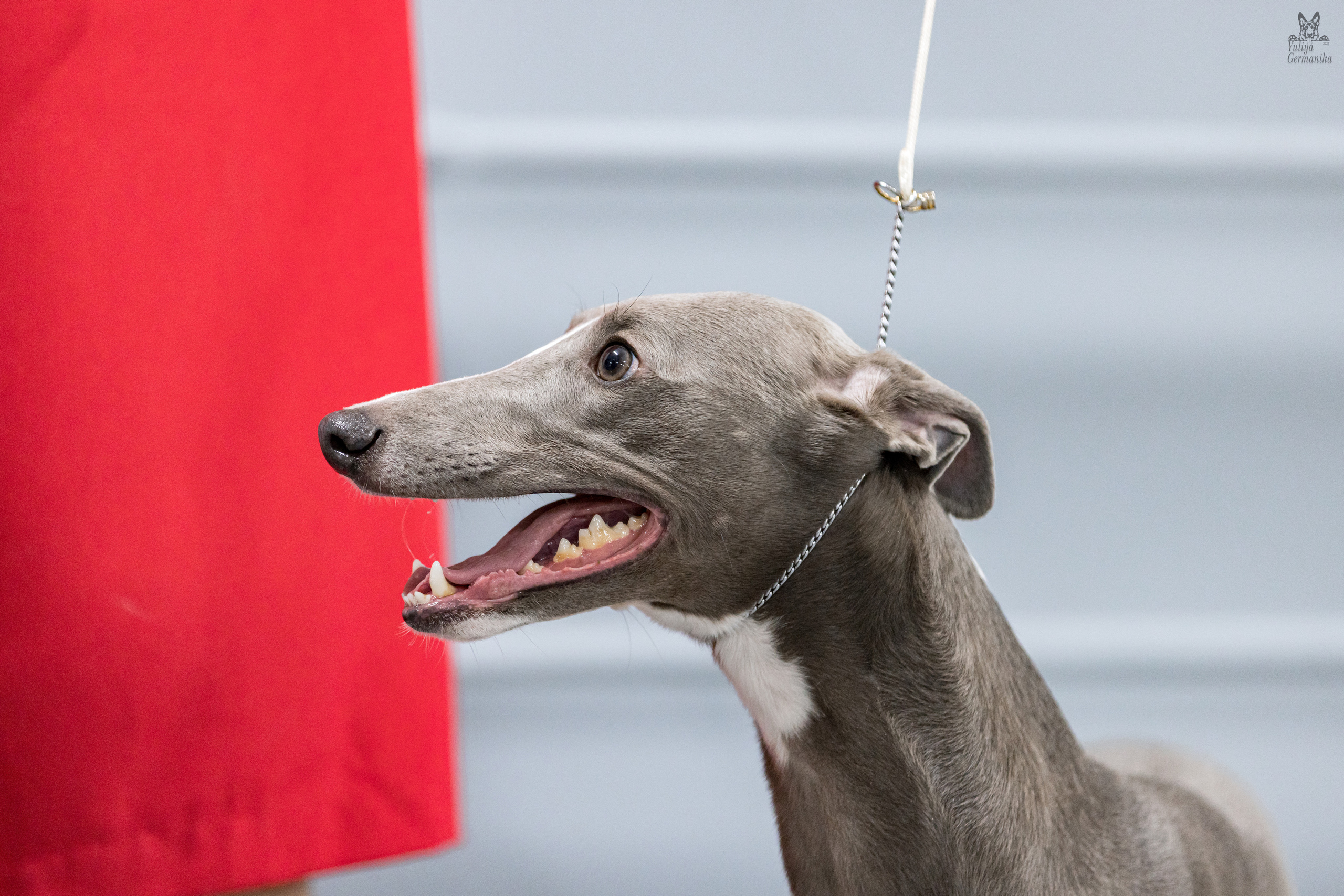 Сфера 5.03.2023. Фотограф-анималист Юлия Германика