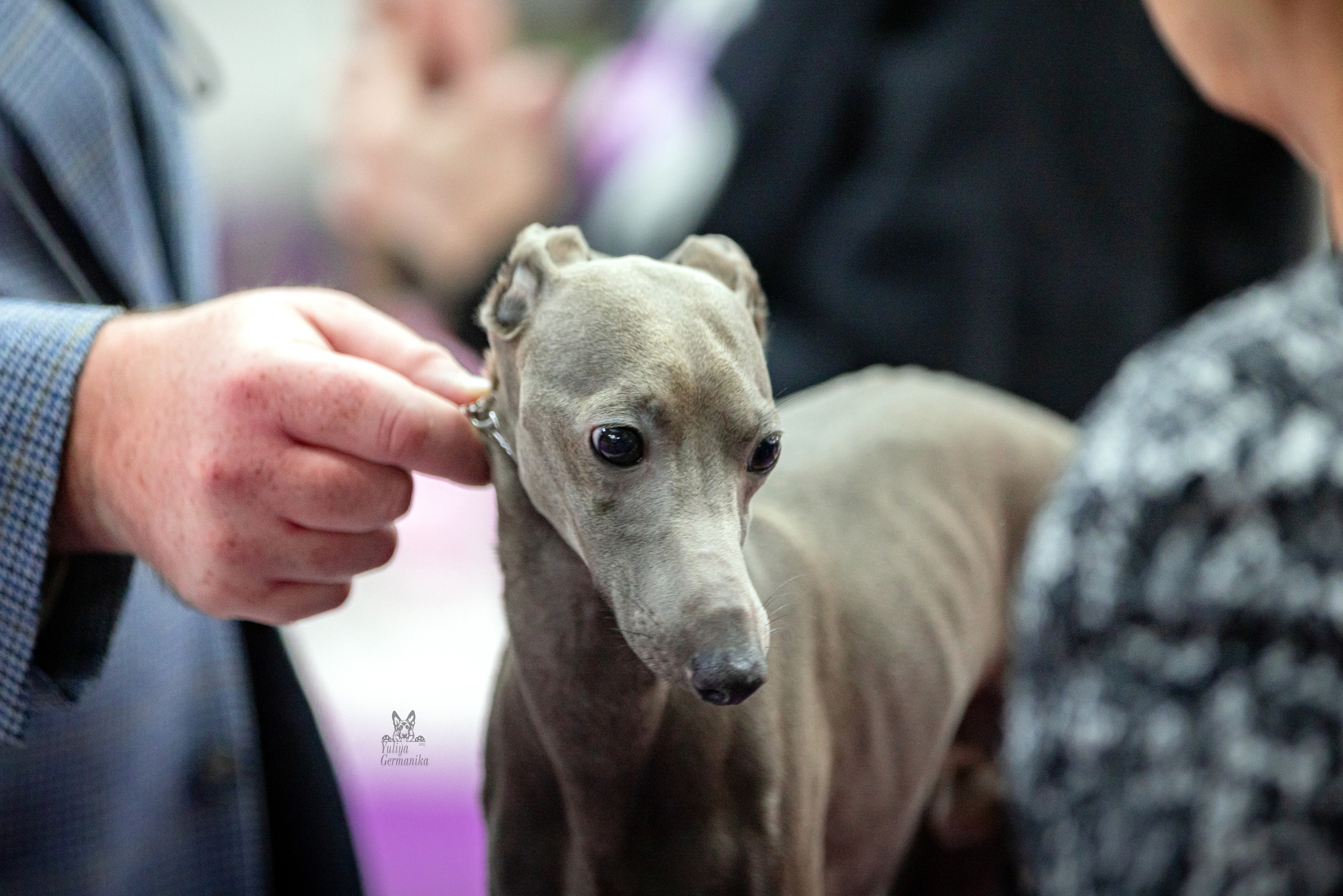 Чайна-Таун 15,21 и 22.01.2023. Фотограф-анималист Юлия Германика