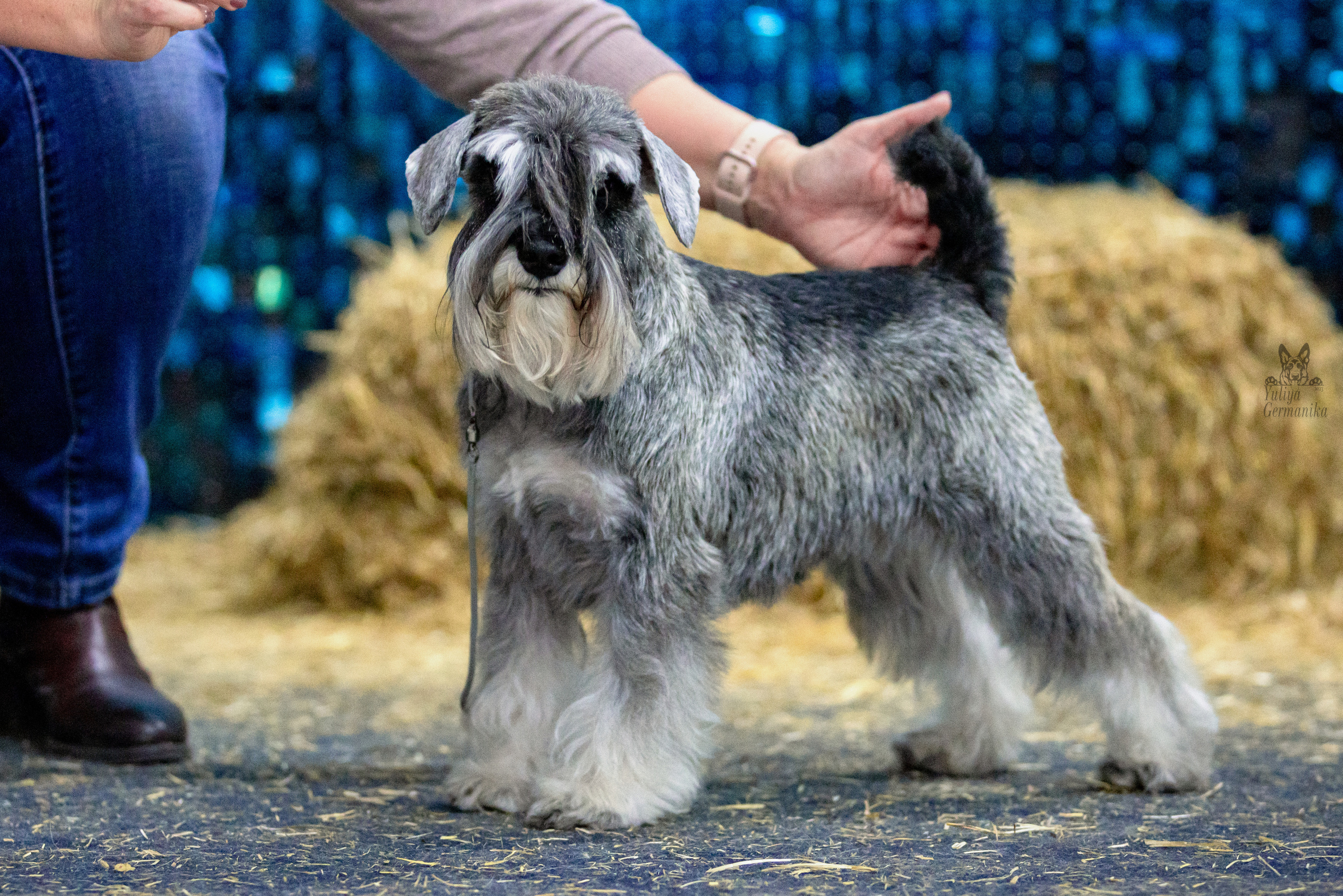 Чайна-Таун 4-5.02.2023. Фотограф-анималист Юлия Германика