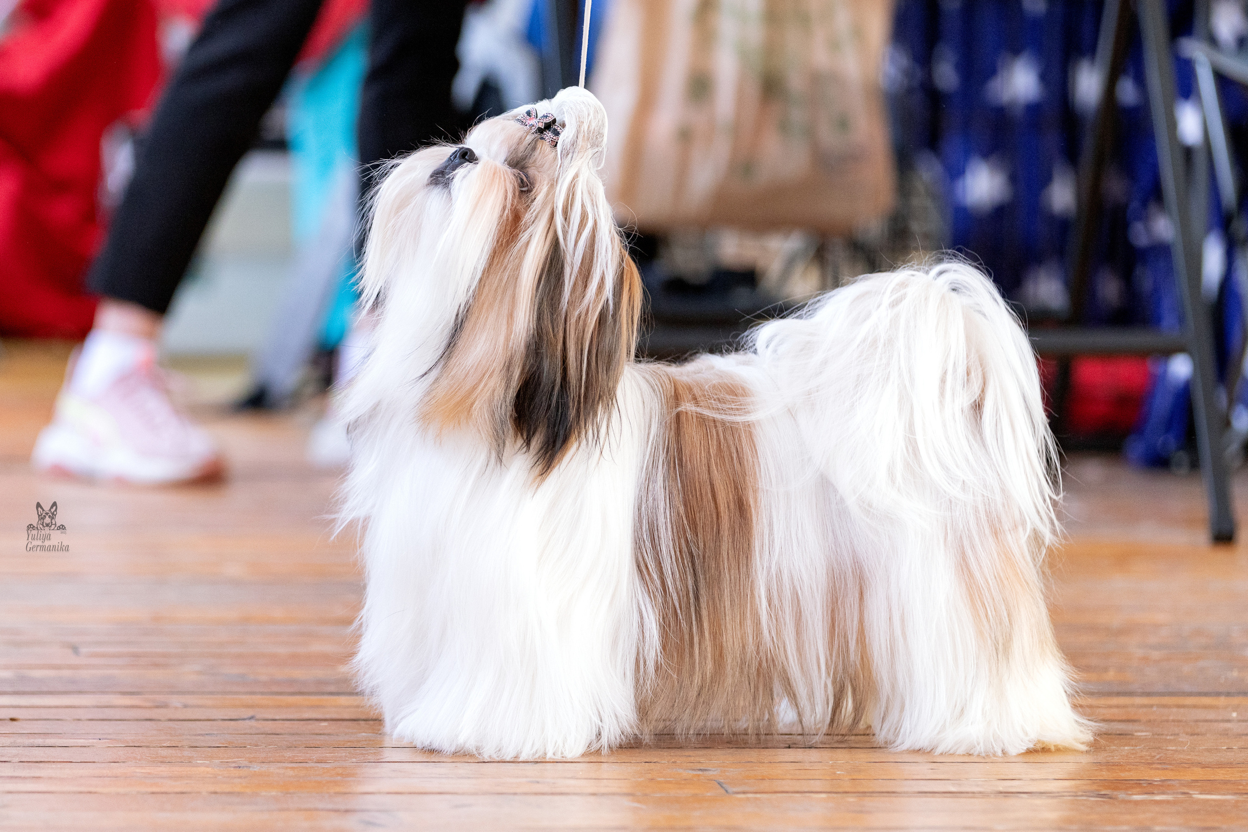 Тверь 19.03.2023. Фотограф-анималист Юлия Германика