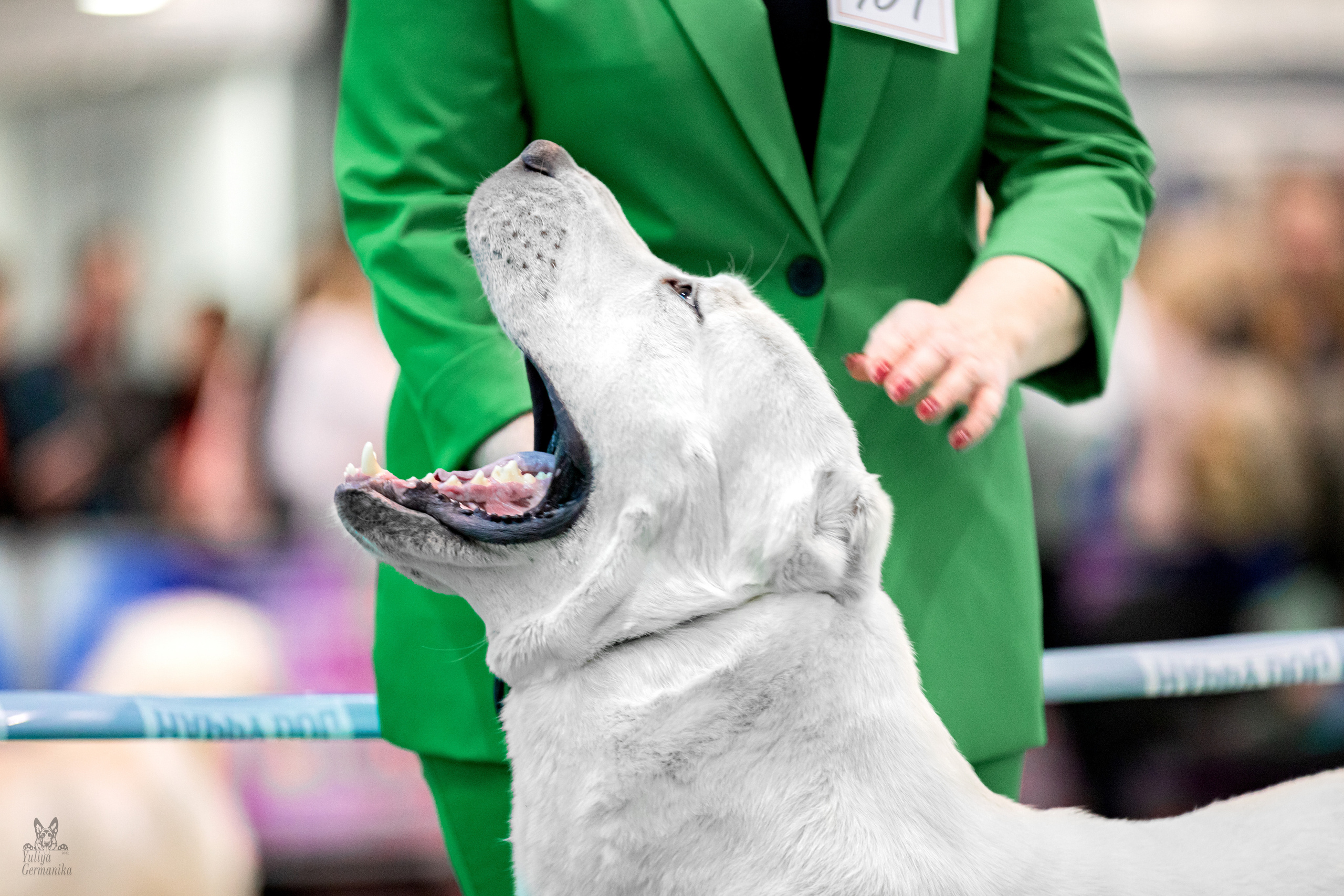 Минск 25-26.02.2023. Фотограф-анималист Юлия Германика