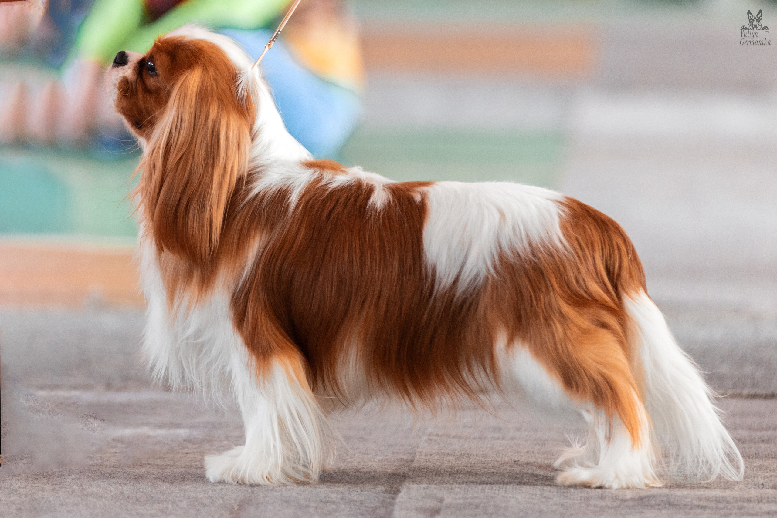 Тверь 19.03.2023. Фотограф-анималист Юлия Германика