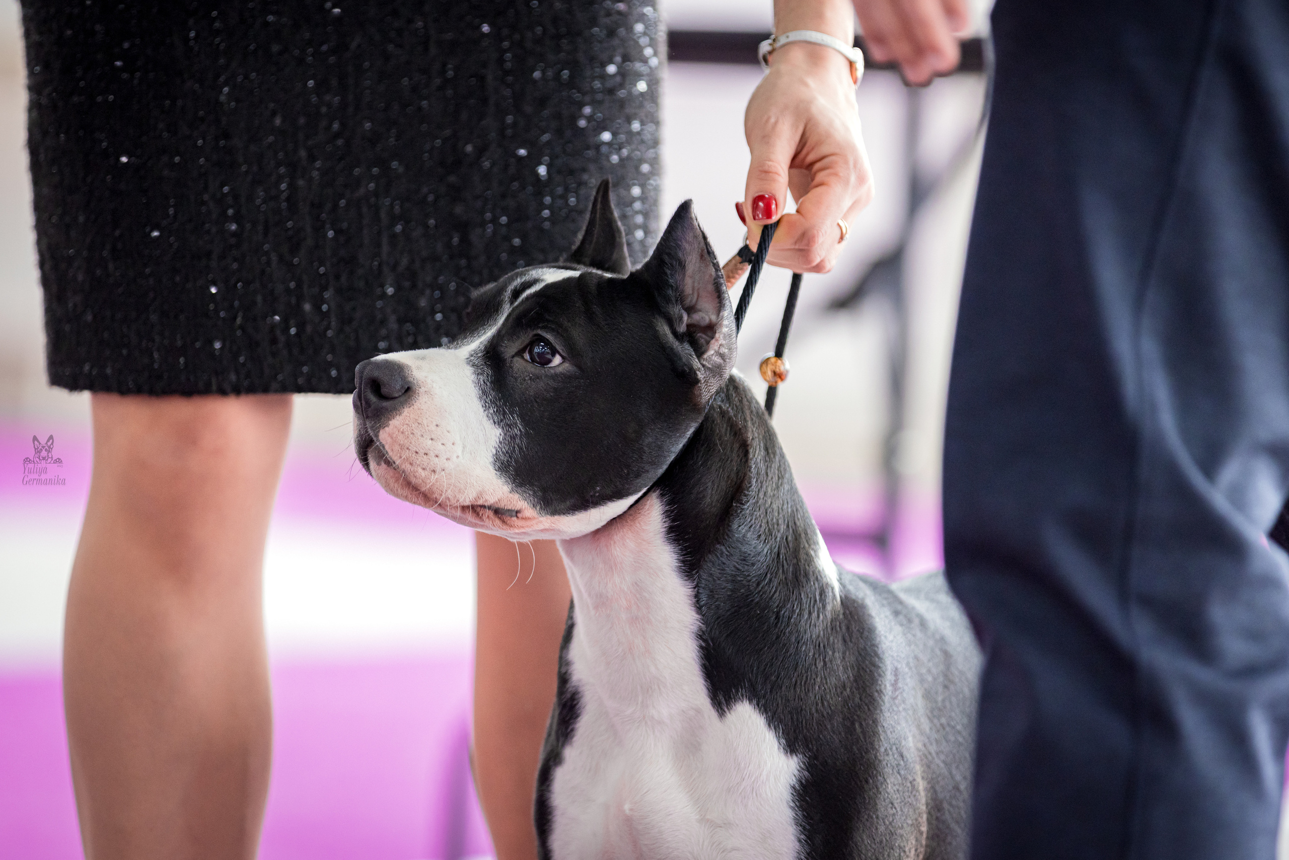 Можайский двор 11-12.02.2023. Фотограф-анималист Юлия Германика