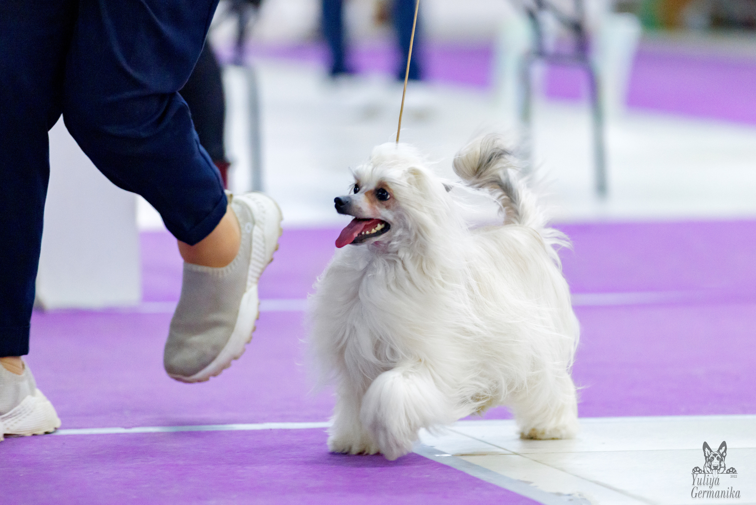 Чайна-Таун 3 и 10.12.2022. Фотограф-анималист Юлия Германика