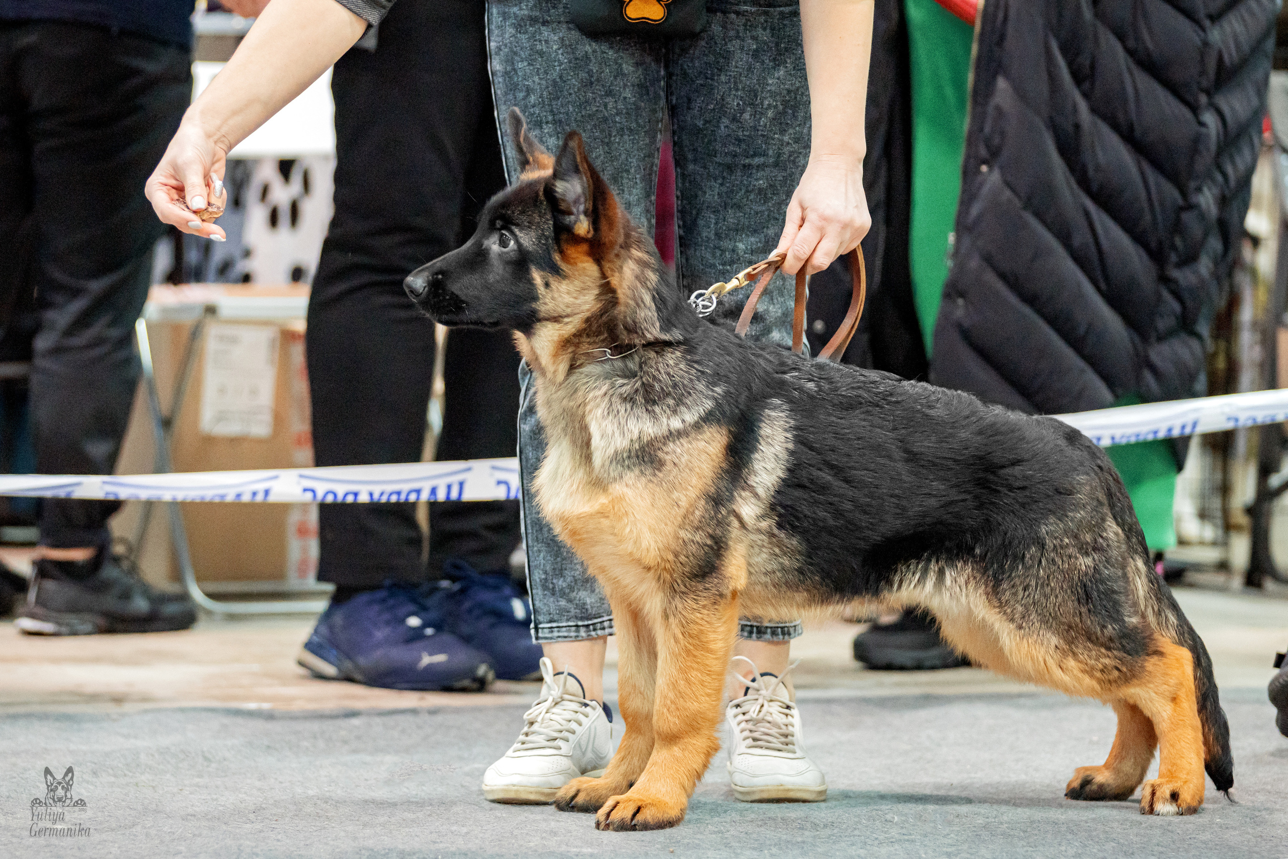 Тверь 19.02.2023. Фотограф-анималист Юлия Германика