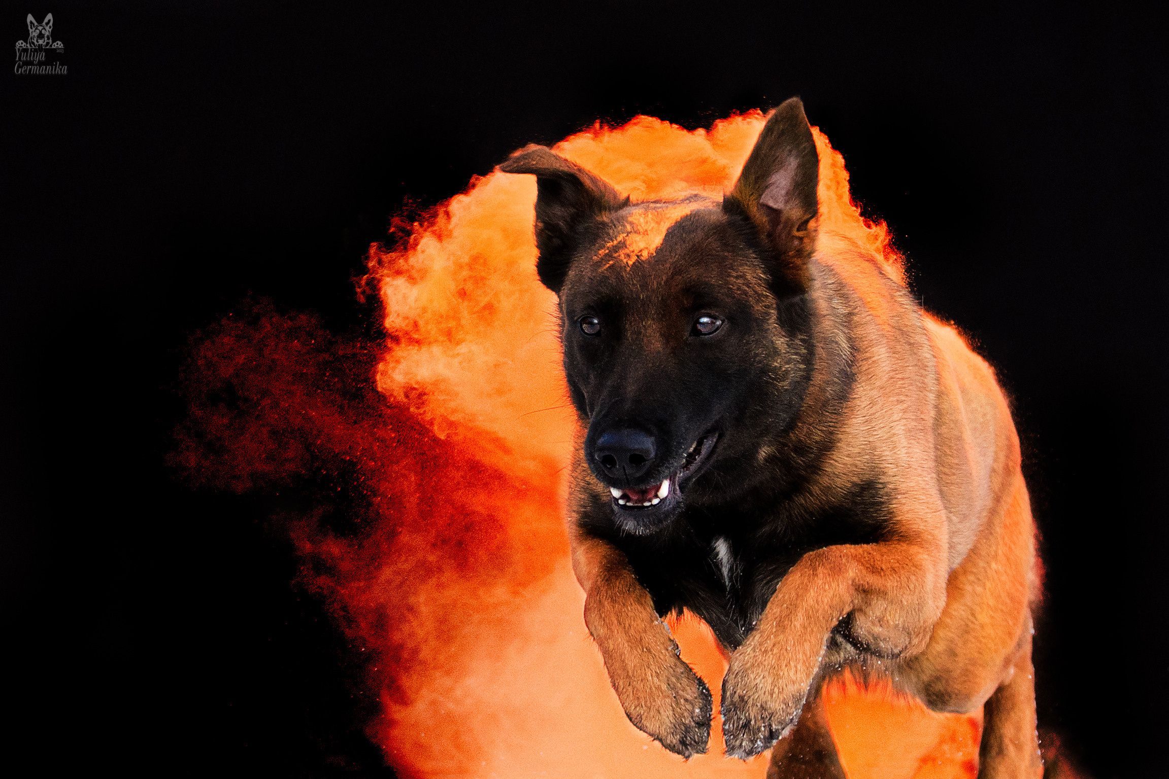 Краски Холли. Фотограф-анималист Юлия Германика