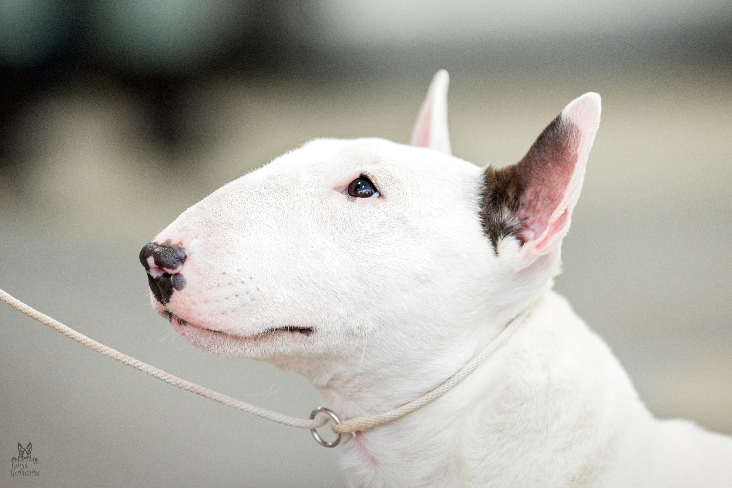 Тверь 19.02.2023. Фотограф-анималист Юлия Германика