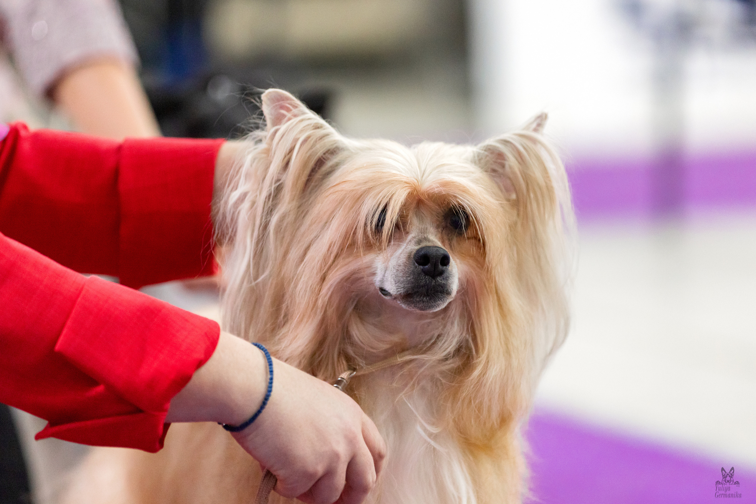 Чайна-Таун 5-8.01.2023