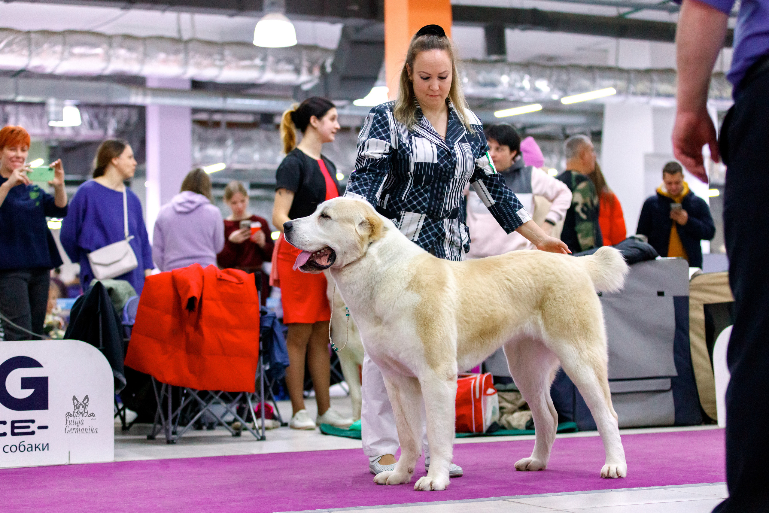 Чайна-Таун 3 и 10.12.2022. Фотограф-анималист Юлия Германика